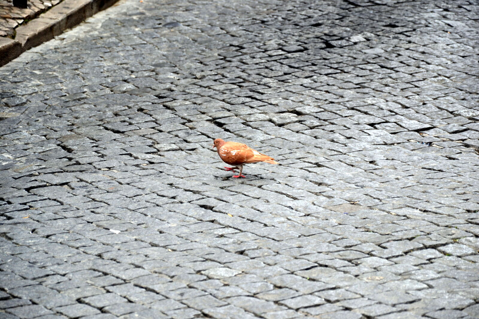 Nikon D3100 sample photo. Lisbon, pigeon, street photography