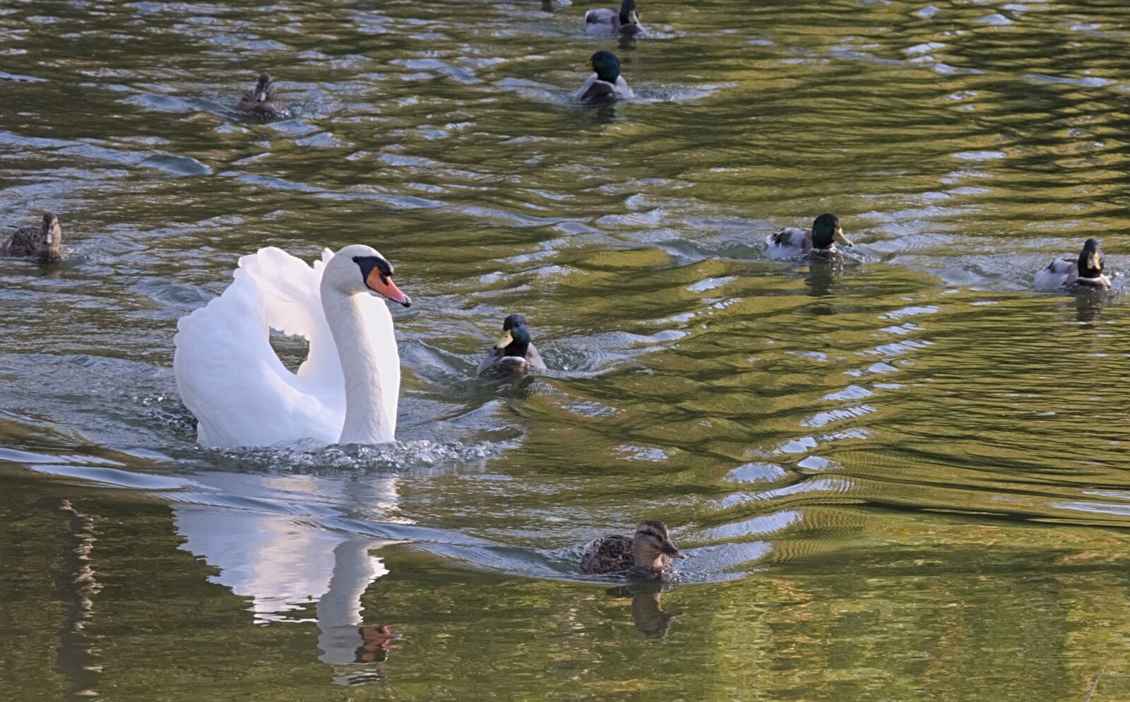 Nikon D3300 sample photo. Swan, white, entourage photography