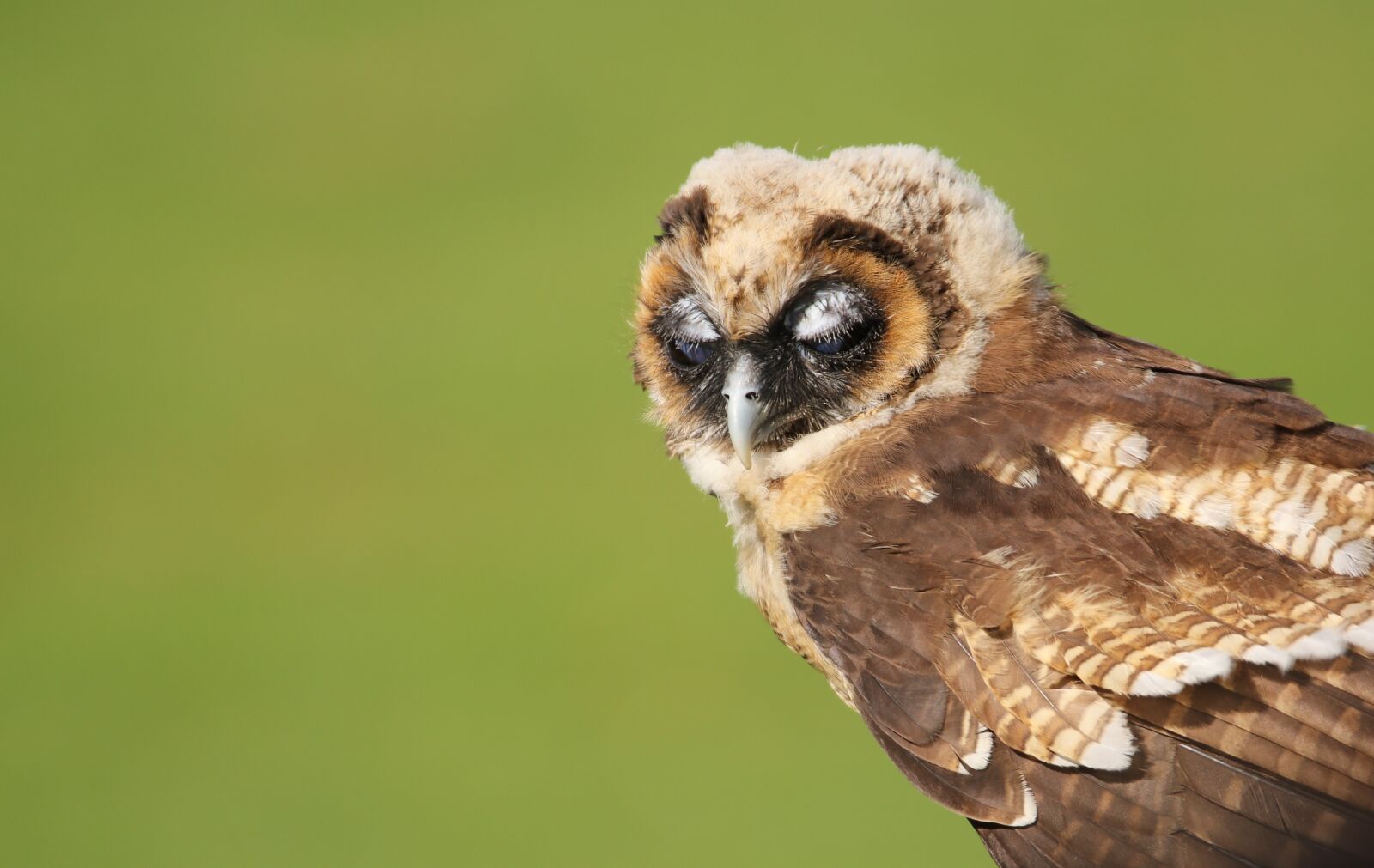 Canon EOS 80D sample photo. Owl, little brown owl photography