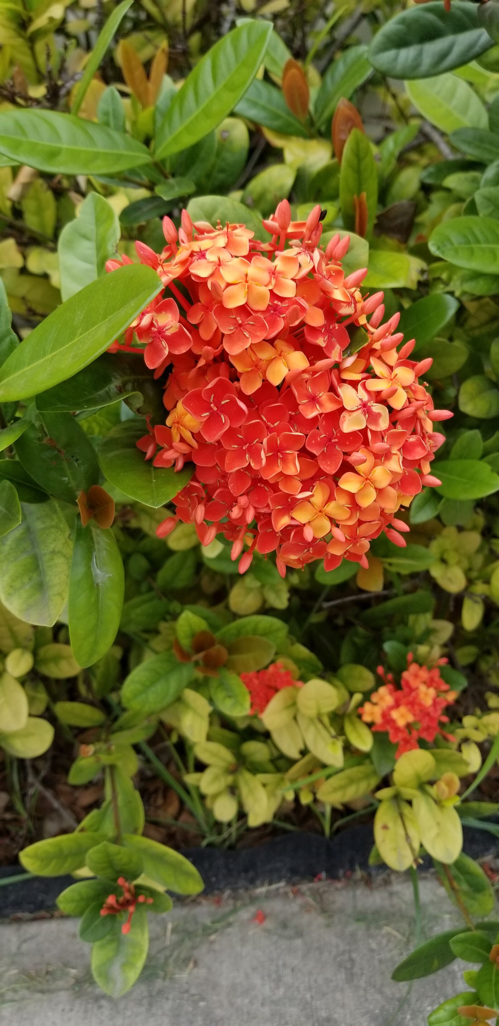 Samsung Galaxy S8 sample photo. Orange, bush, orange bush photography