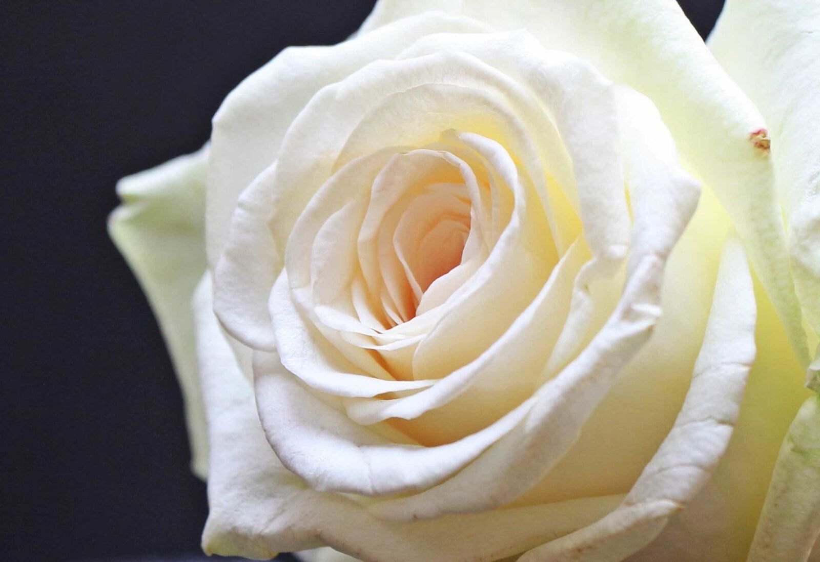 Canon EOS 550D (EOS Rebel T2i / EOS Kiss X4) sample photo. Rose, petal, affection, flower photography