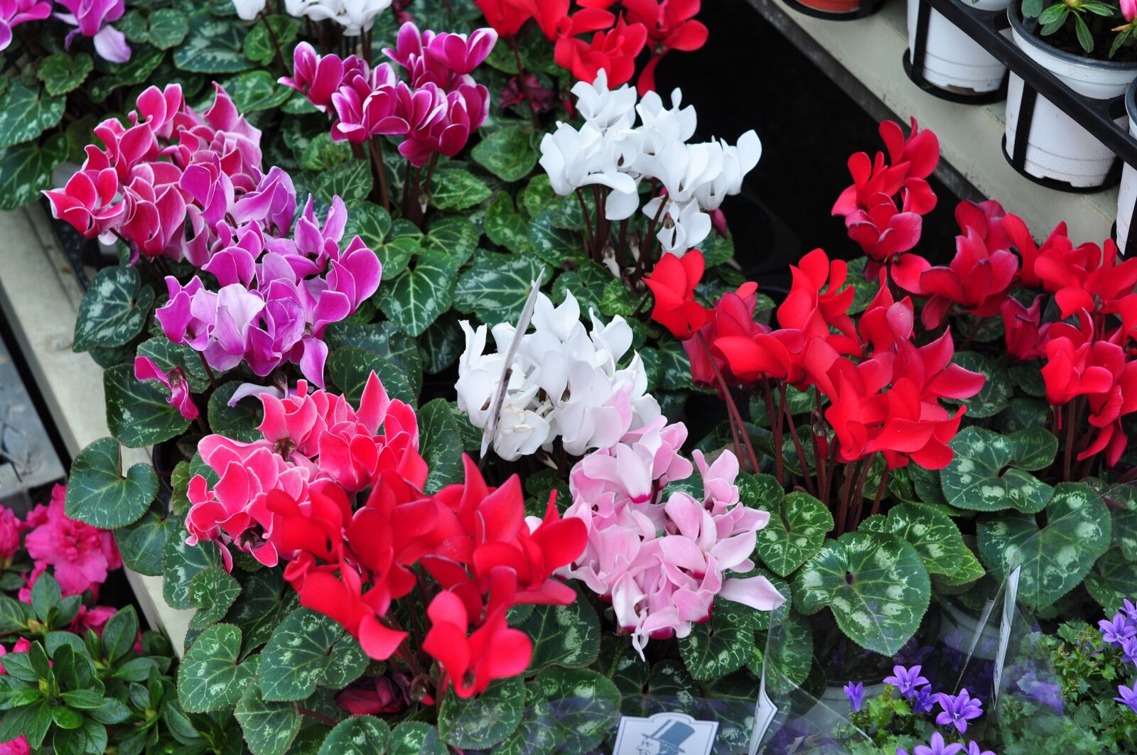 Nikon D90 sample photo. Flowers, garden, nature photography