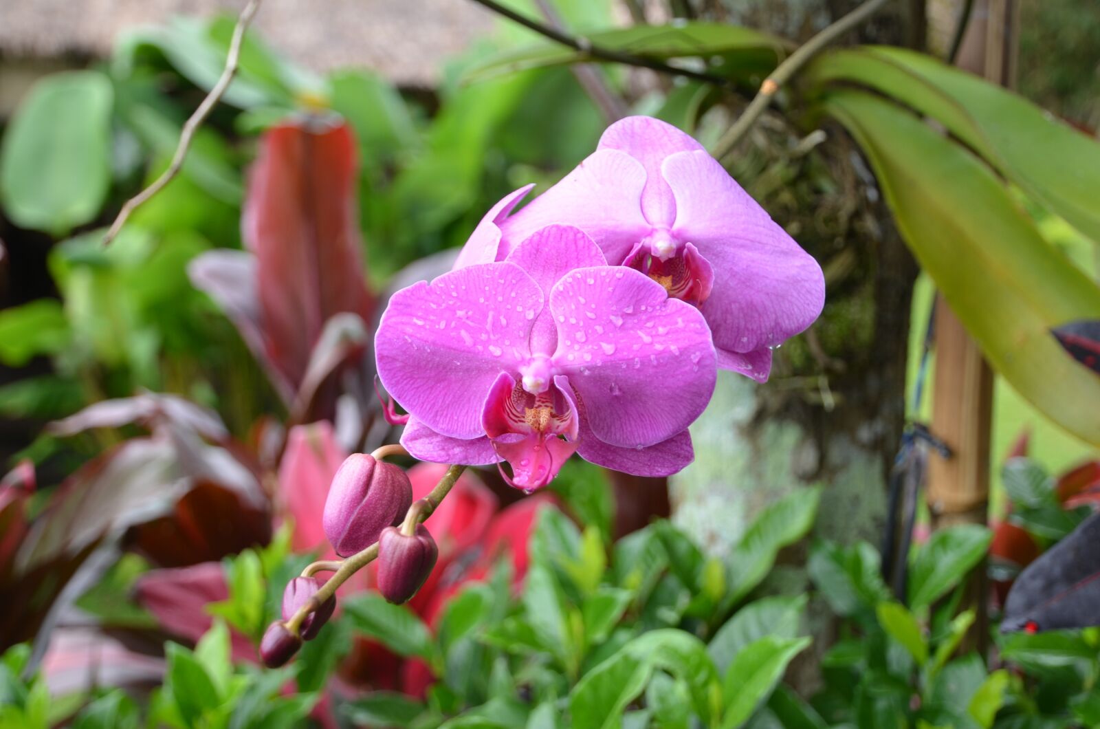 Nikon D7000 sample photo. Orchid, purple, flower photography