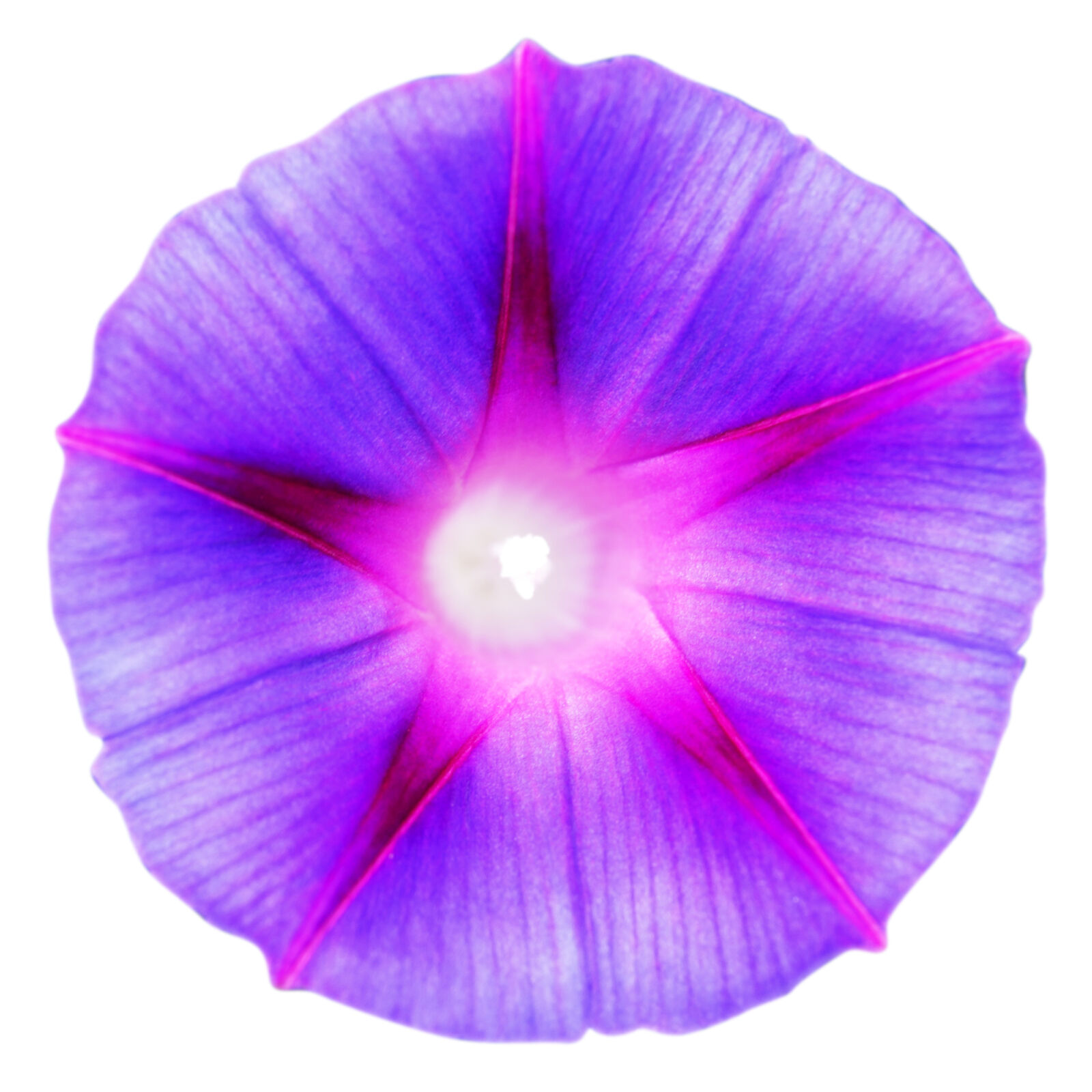 Nikon D3200 sample photo. Beautiful, bloom, blooming, blossom photography
