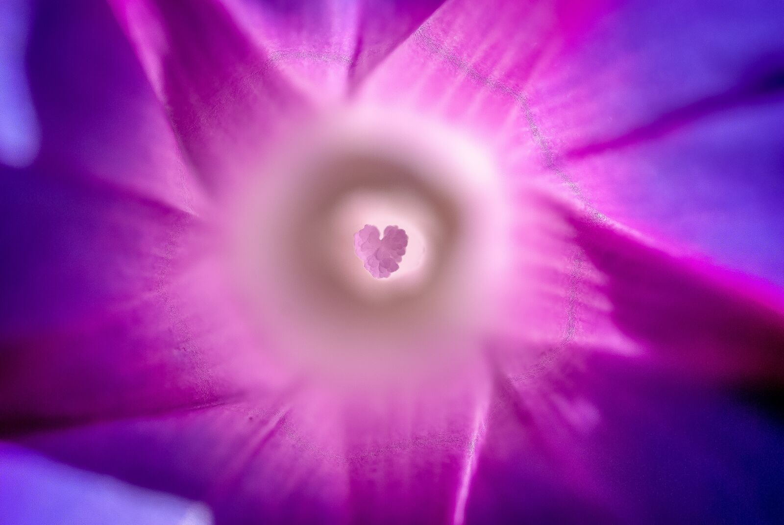 Nikon D80 sample photo. Color, exclusive, violet photography