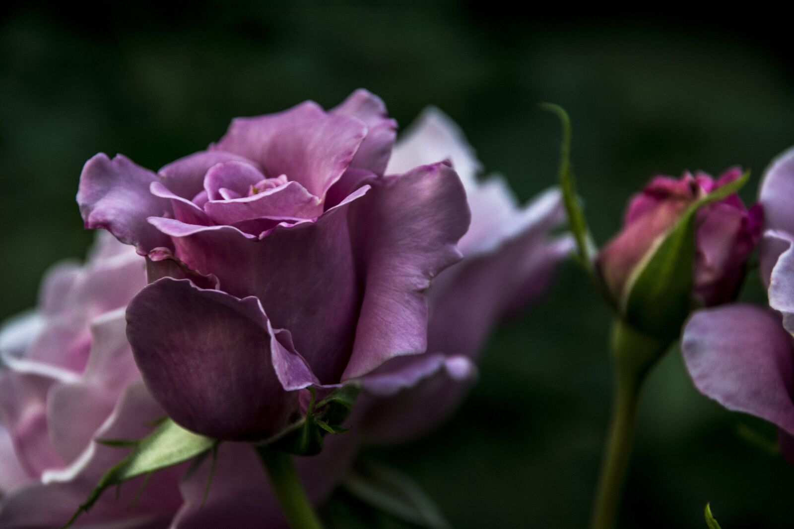 Nikon D3300 sample photo. Flower, flora, nature photography