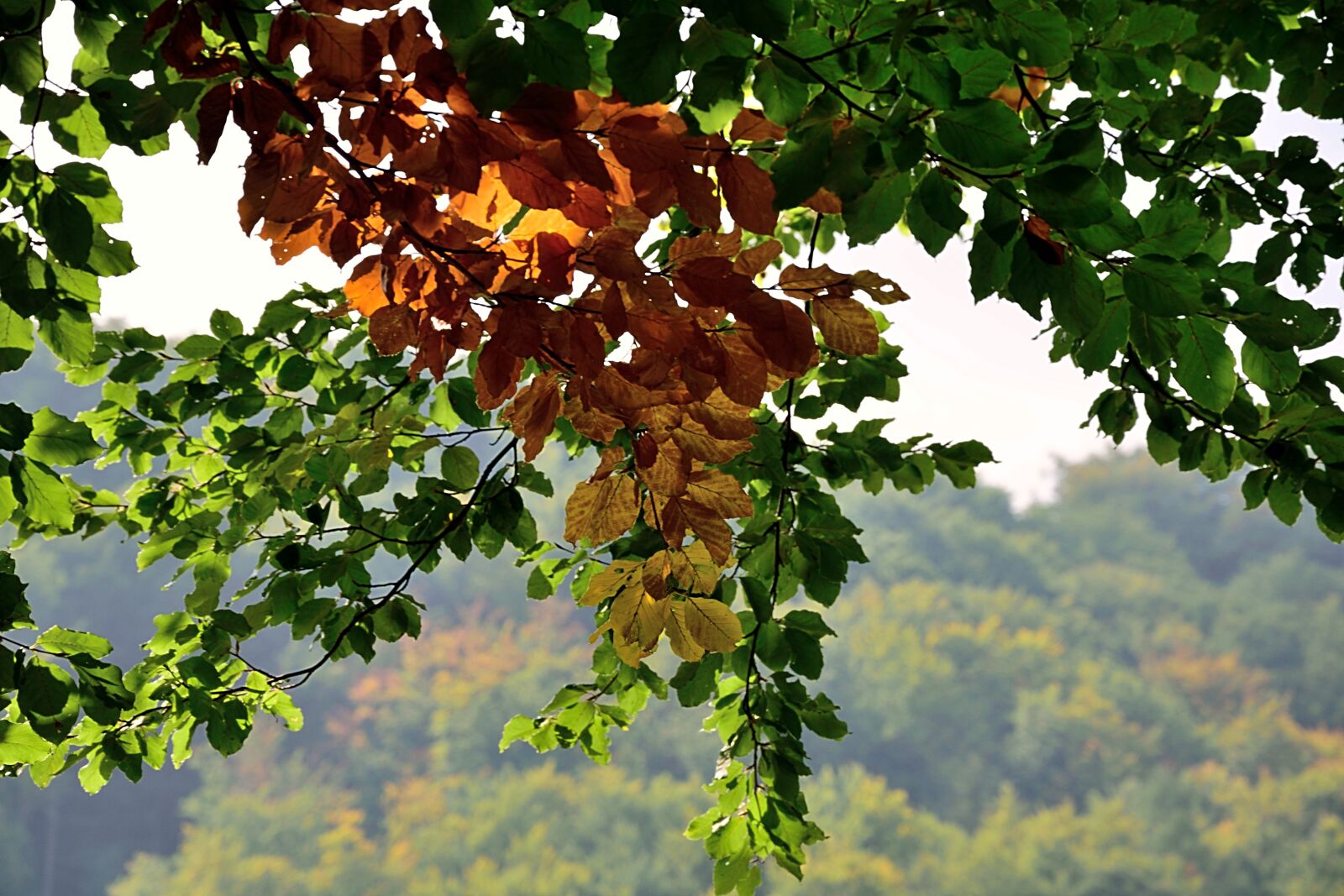 Nikon D3300 sample photo. Leaves, colorful, fall foliage photography