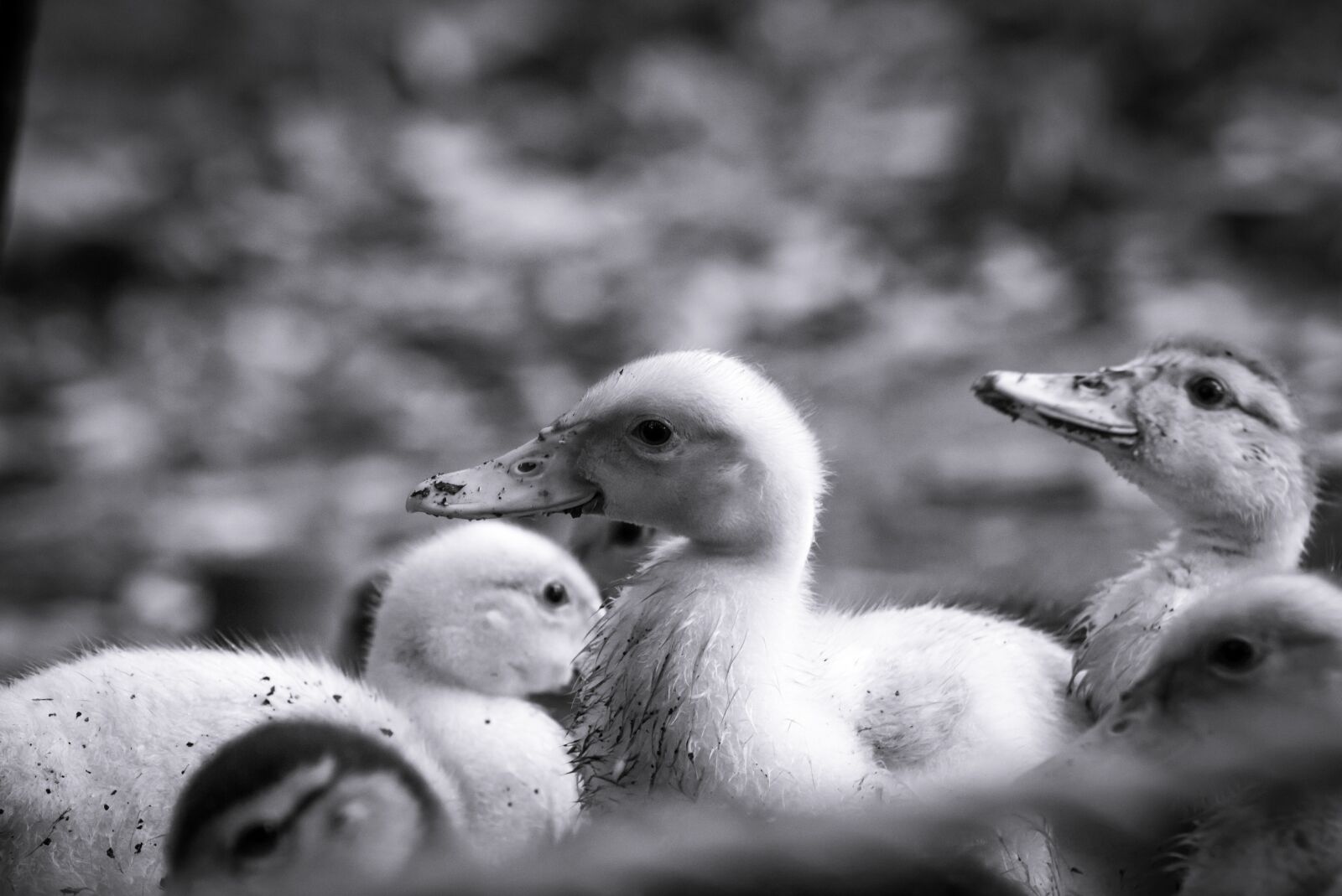 Canon EF 75-300mm f/4-5.6 sample photo. Patos, bebé, baby photography