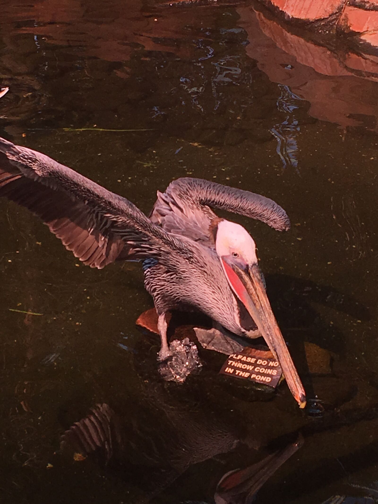 Apple iPhone 6s sample photo. Pelican, bird, wildlife photography