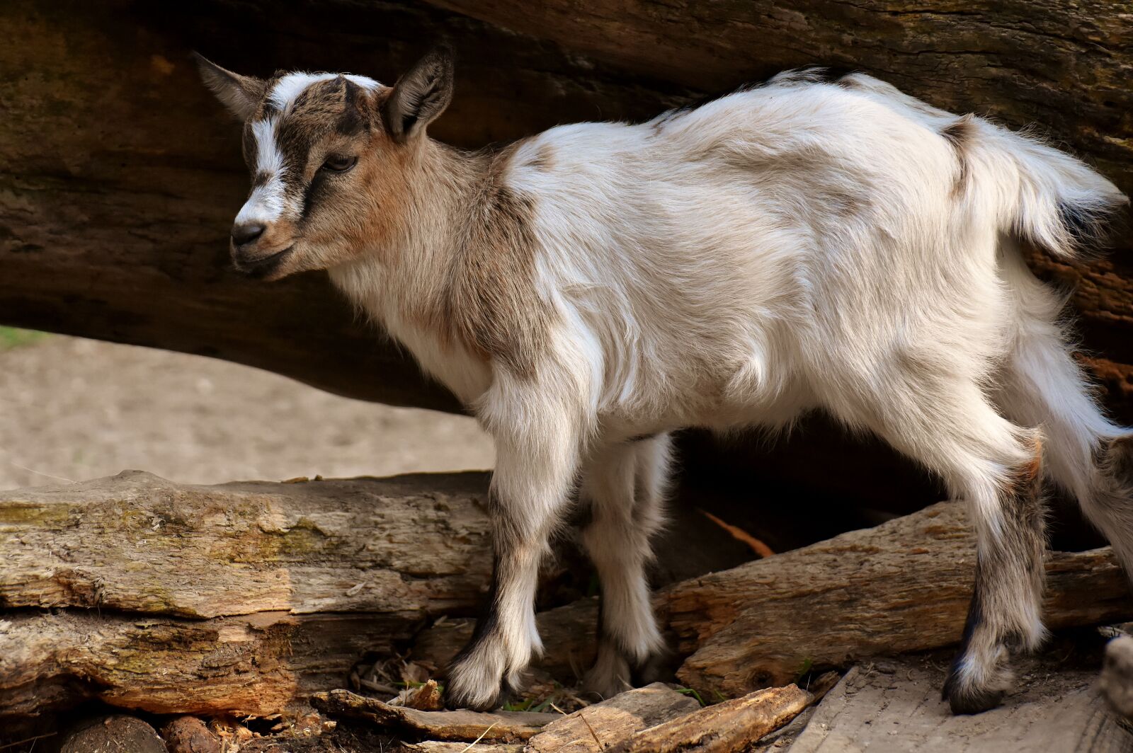 Nikon D7200 sample photo. Goat, young animals, playful photography