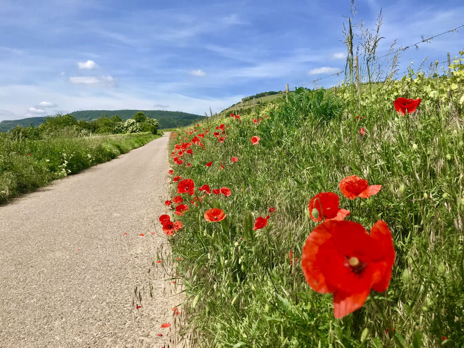 iPhone 7 back camera 3.99mm f/1.8 sample photo. Lane, poppies, walk photography