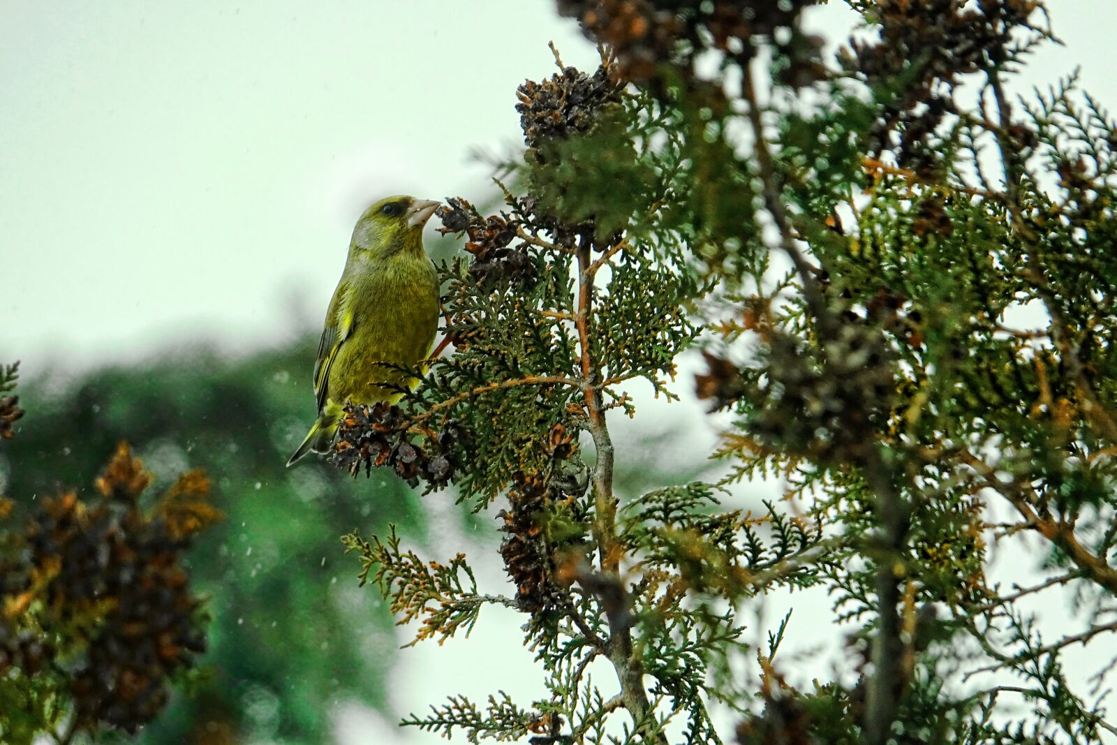 Sony Cyber-shot DSC-RX10 III sample photo. Tree, nature, bird photography