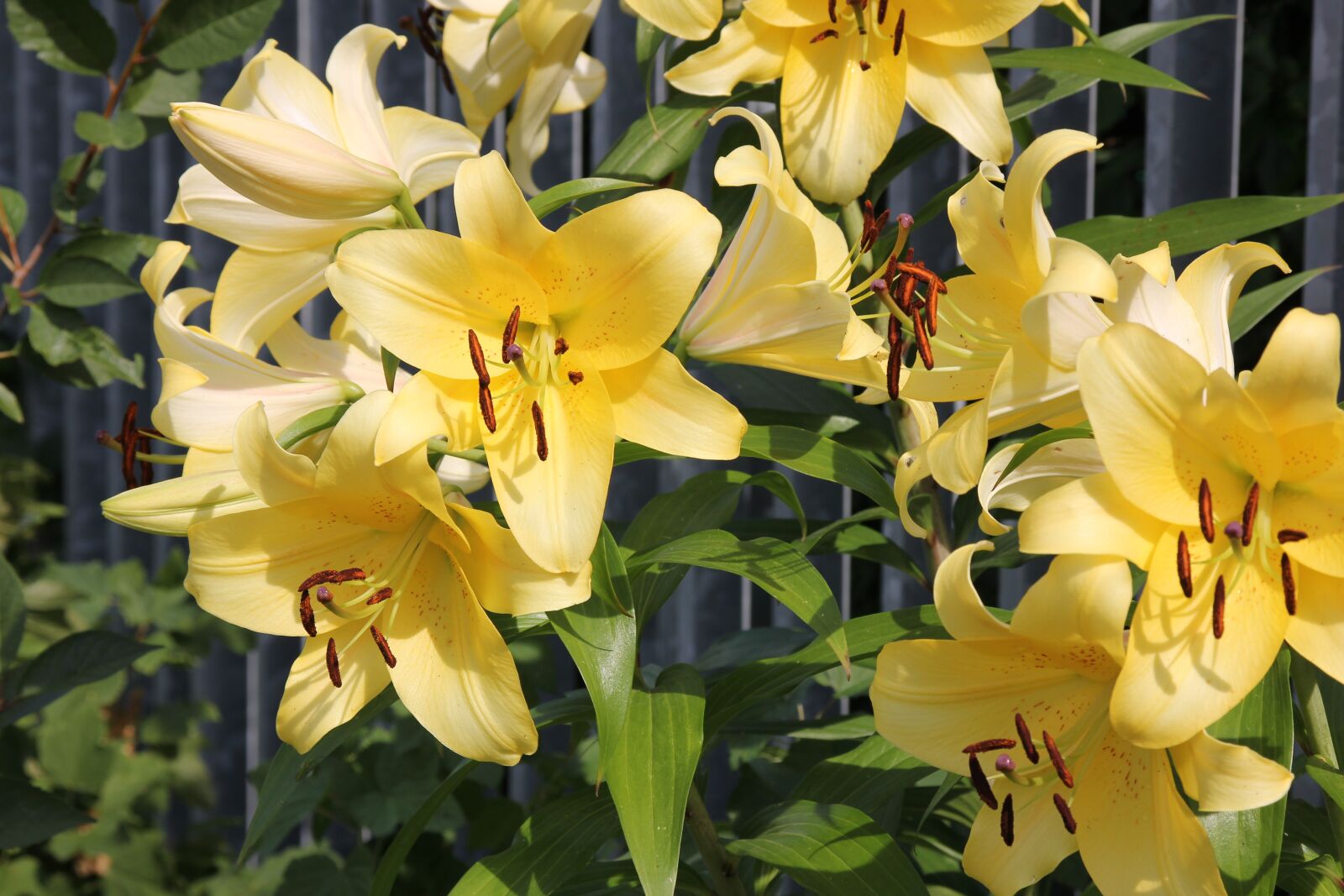 Canon EOS 60D sample photo. Lily, garden photography