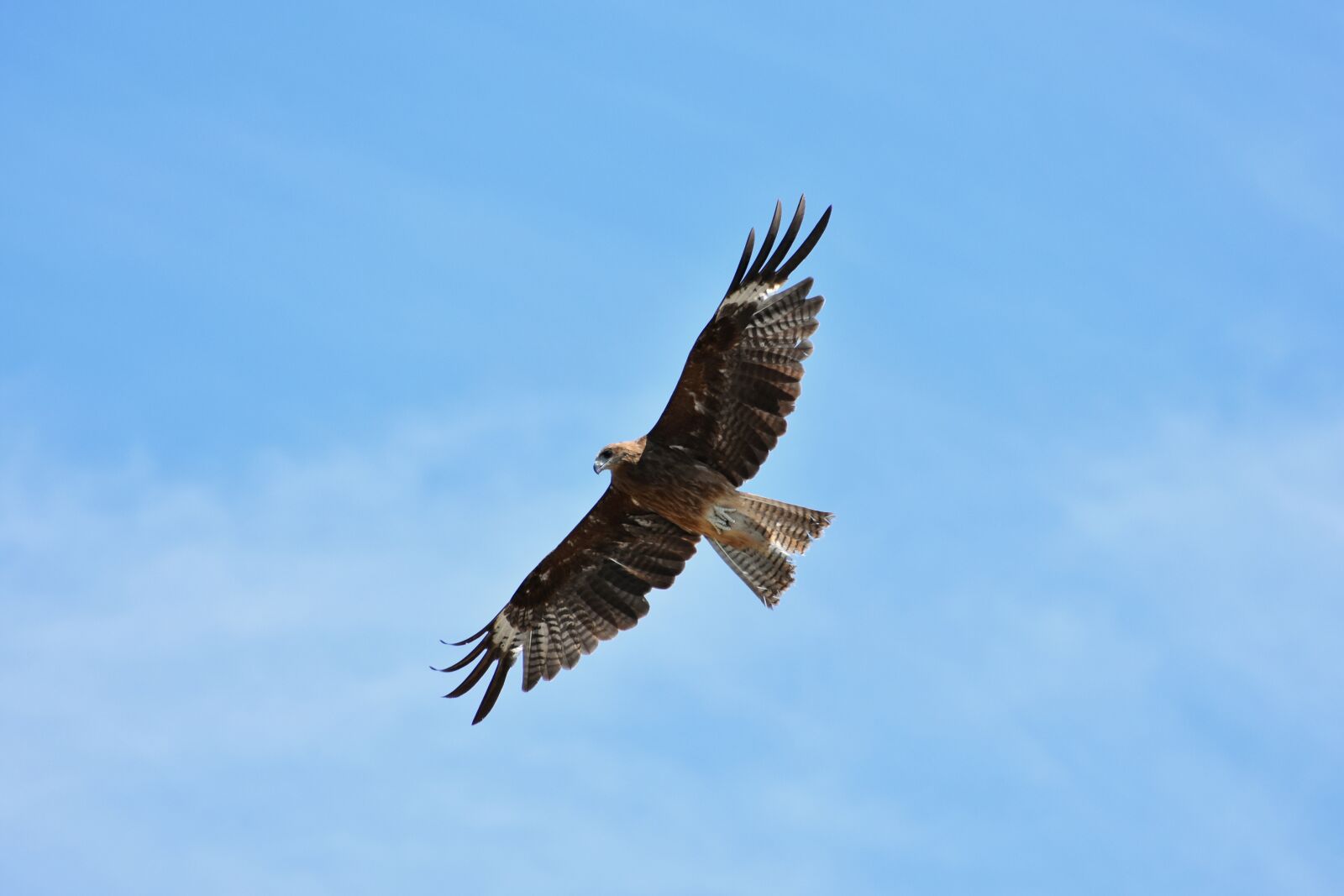 Nikon D7200 sample photo. Animal, sky, bird photography