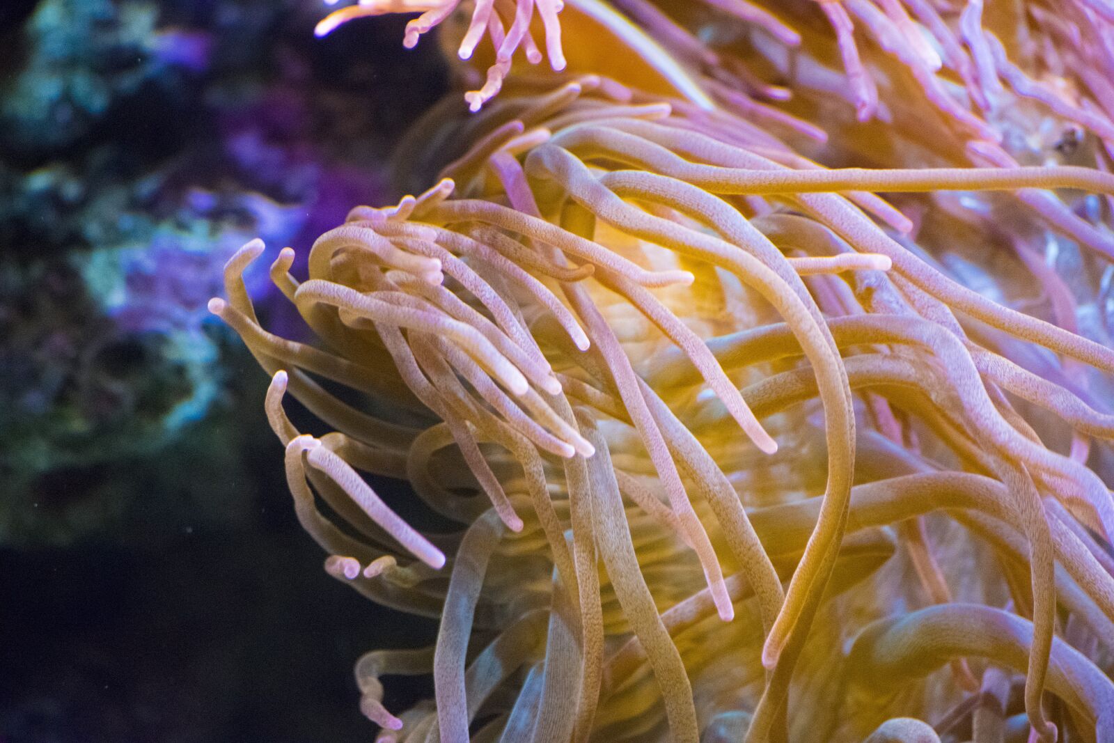 Nikon D3300 sample photo. Coral, ocean, fish photography