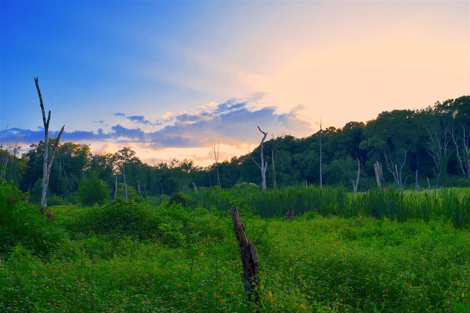 Nikon D3300 sample photo. Field, sunset, trees photography