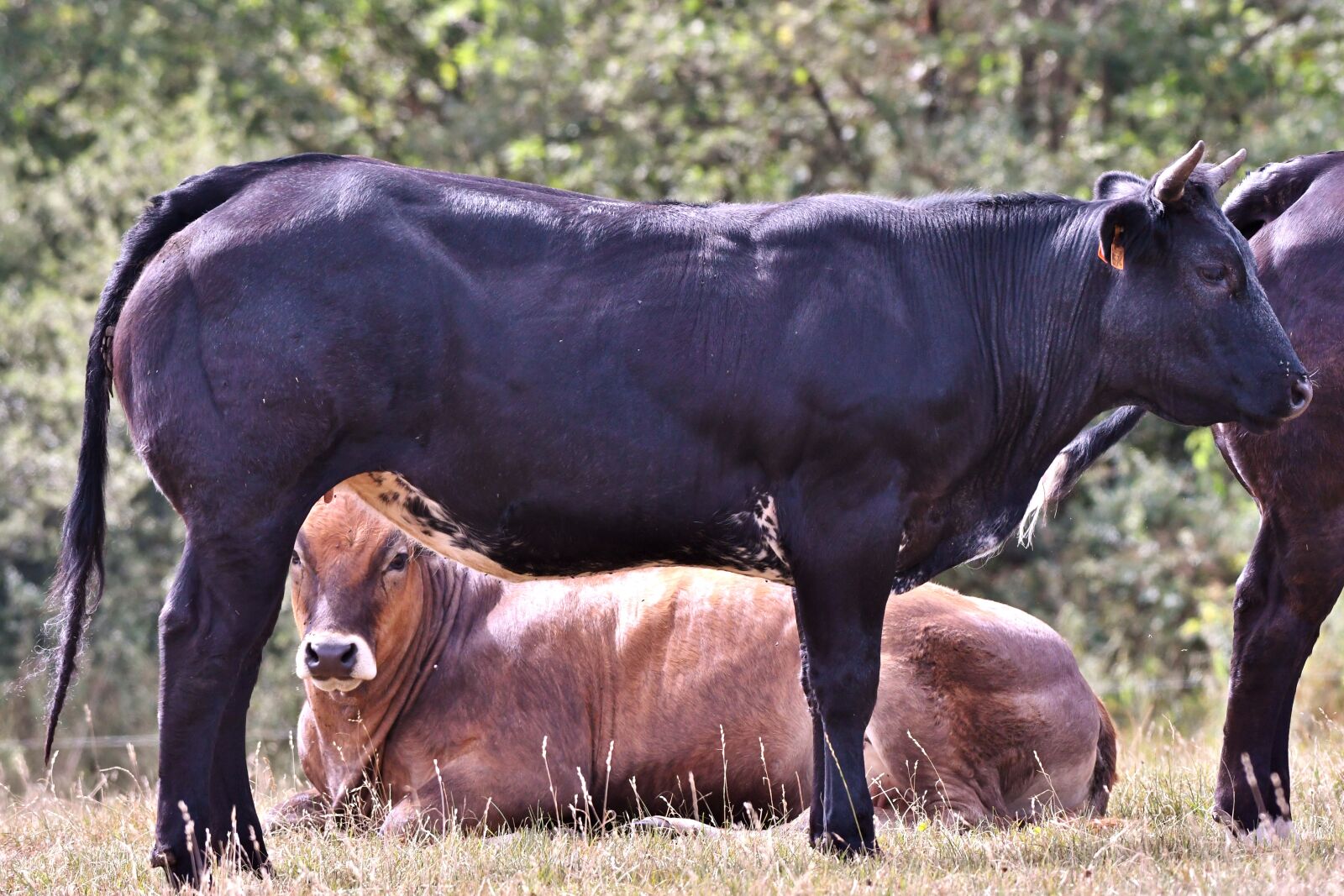 Nikon D500 sample photo. Cows, mammal, herkauwer photography