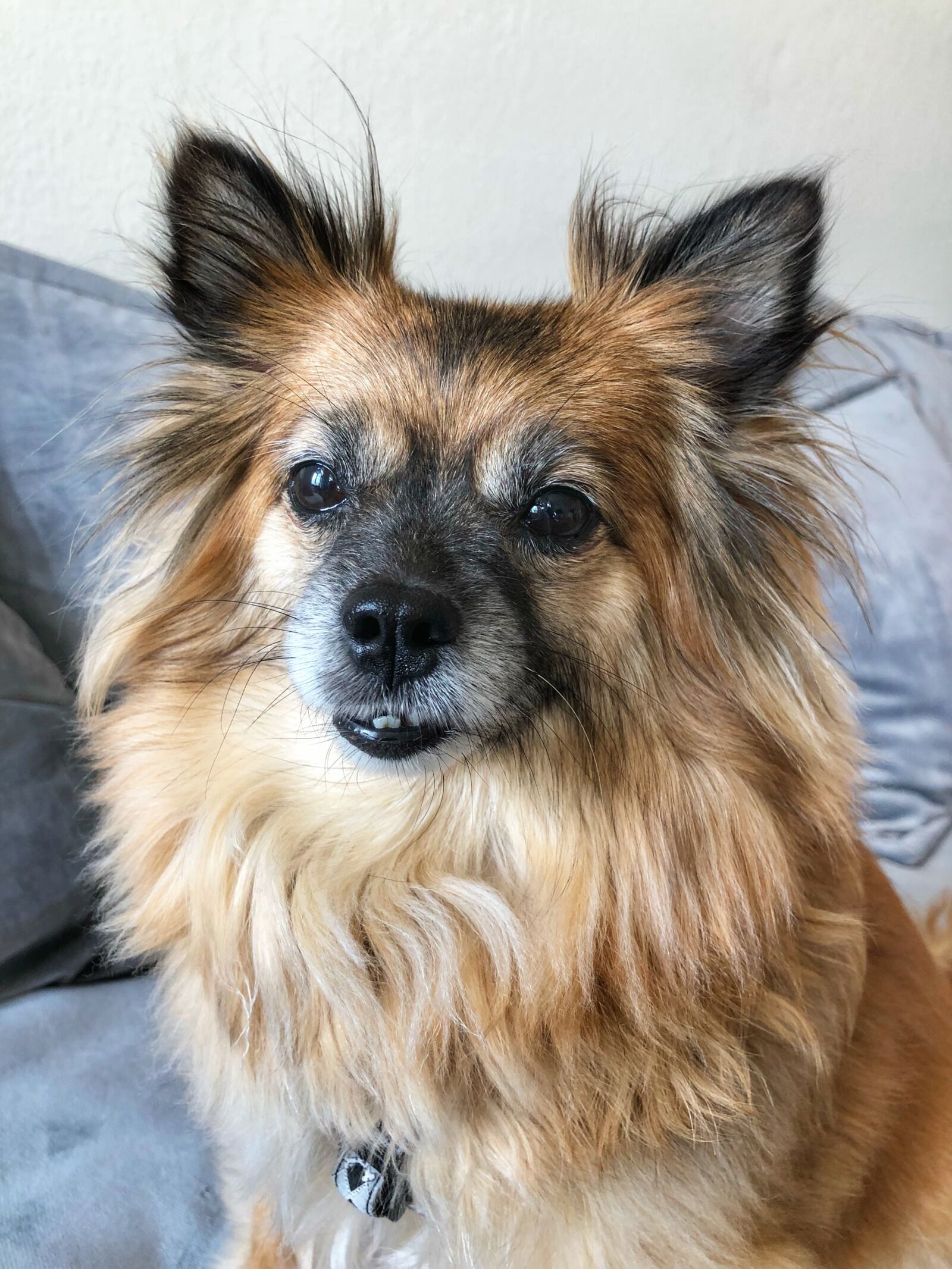 iPhone X back dual camera 4mm f/1.8 sample photo. Dog, pet, animal photography