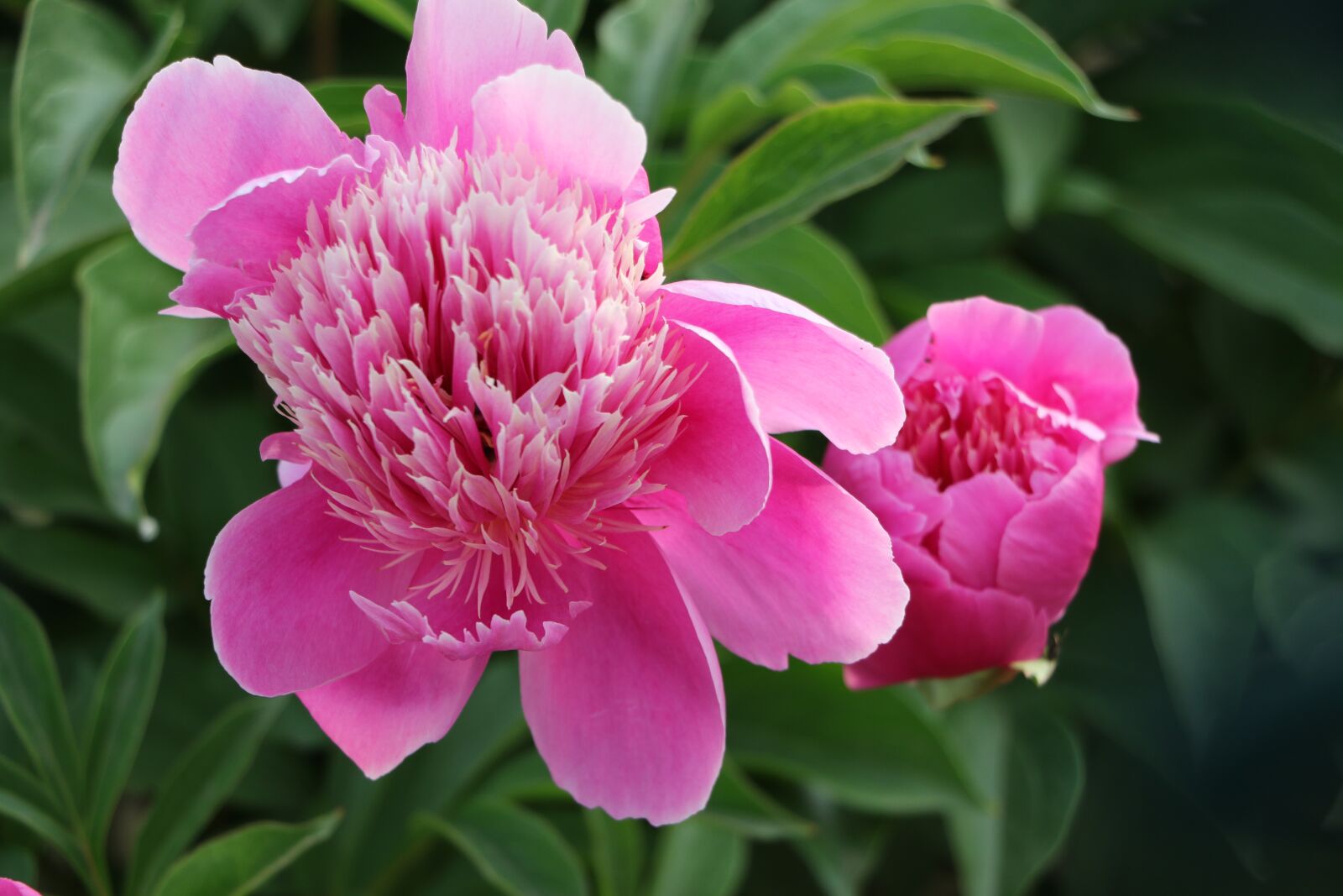 Canon EOS 7D Mark II sample photo. Chinese herbaceous peony, flower photography