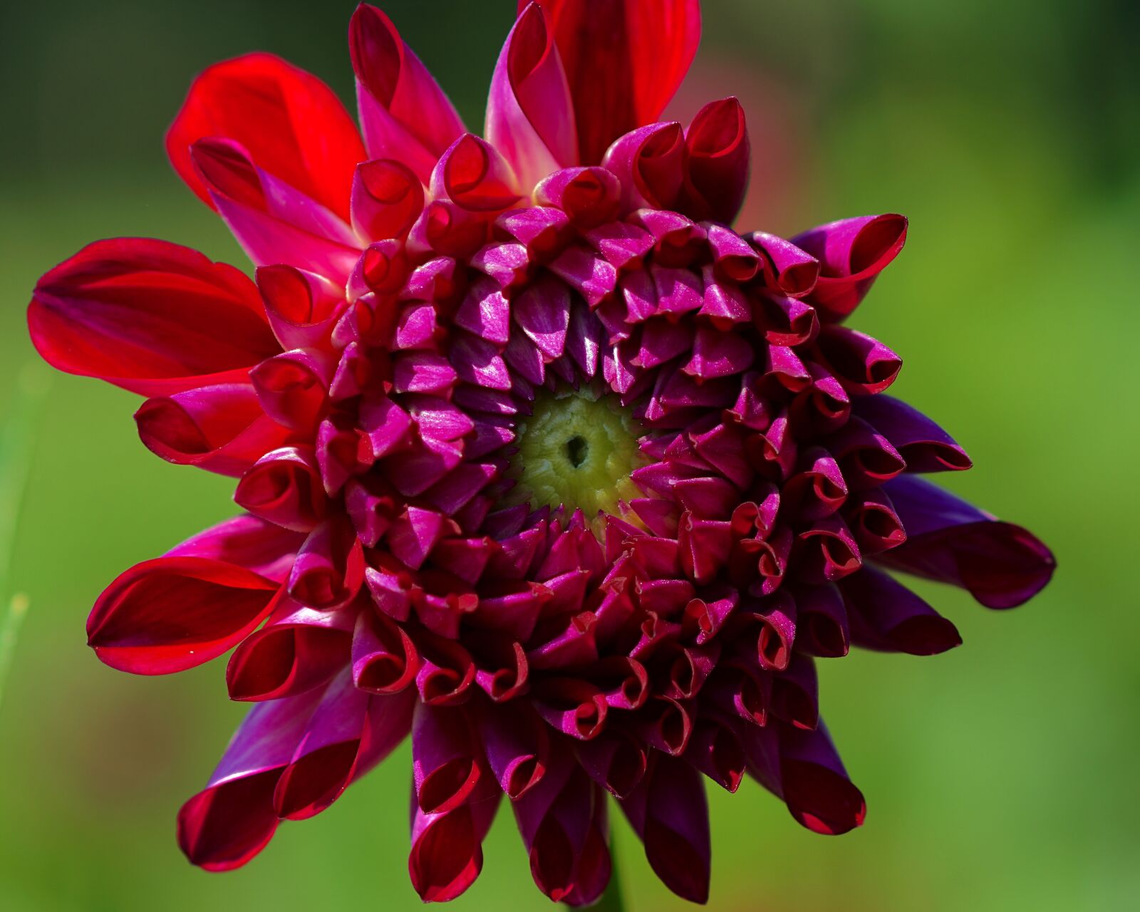 Tamron SP AF 90mm F2.8 Di Macro sample photo. Dahlia, red, blossom photography