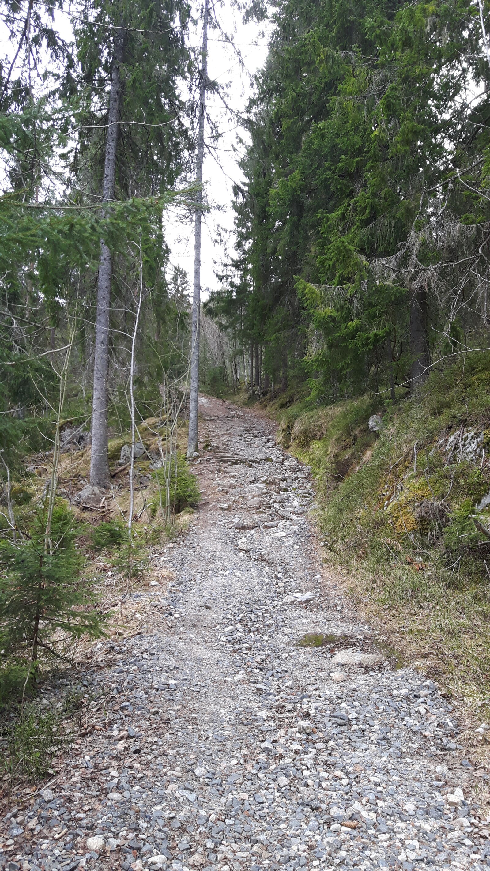 Samsung Galaxy S5 Neo sample photo. Forest, green, norway photography