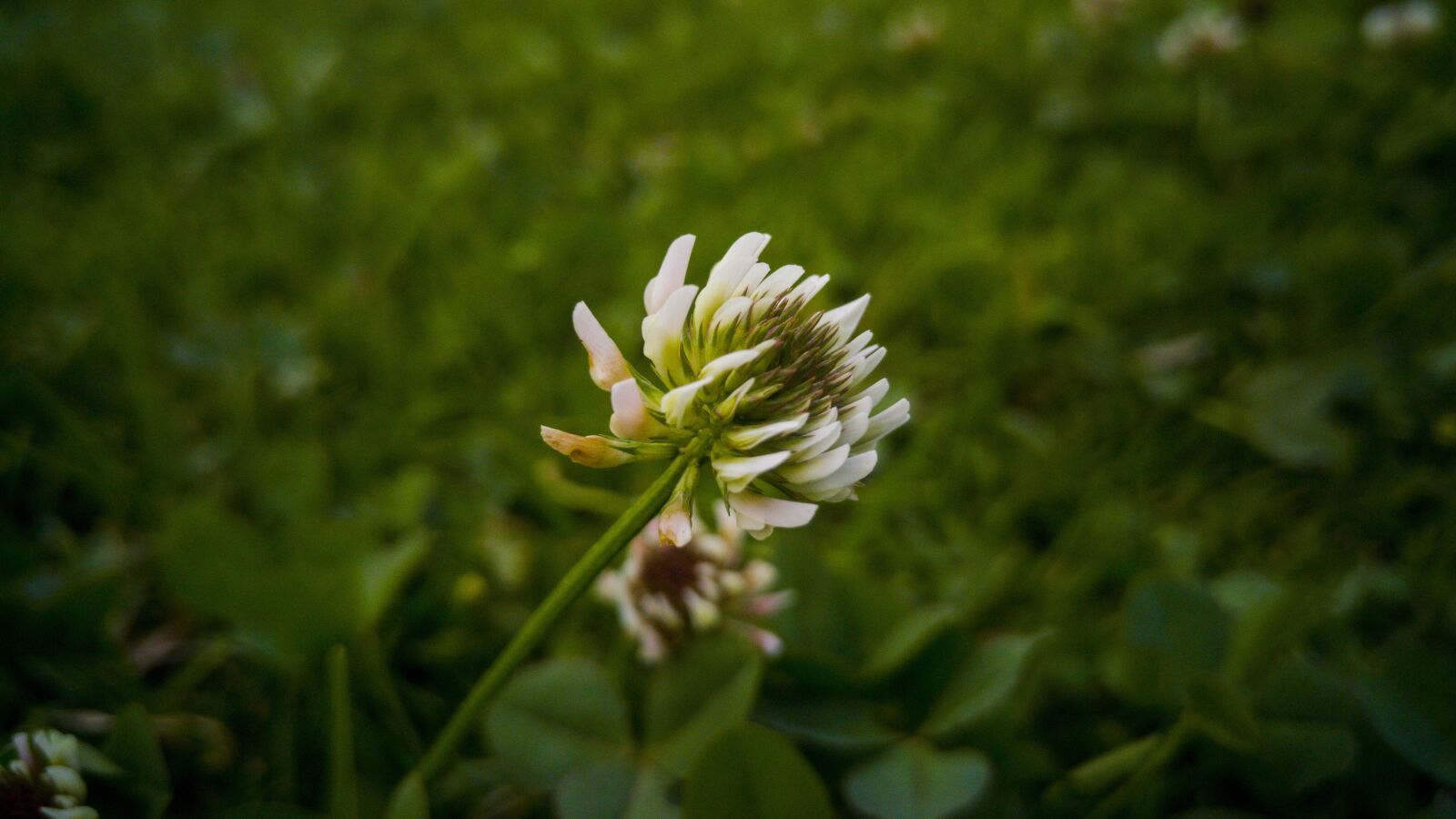 LG G4 sample photo. Nature, flower, plant photography