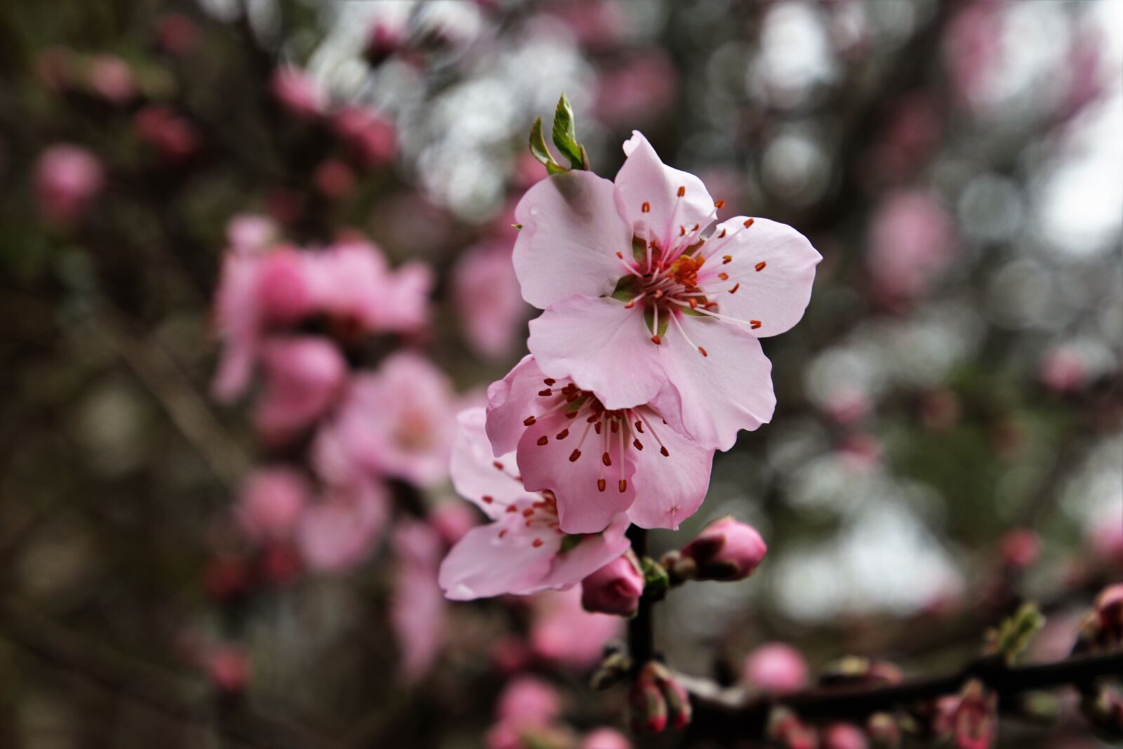 Canon EOS 80D sample photo. Spring, tree, flower photography