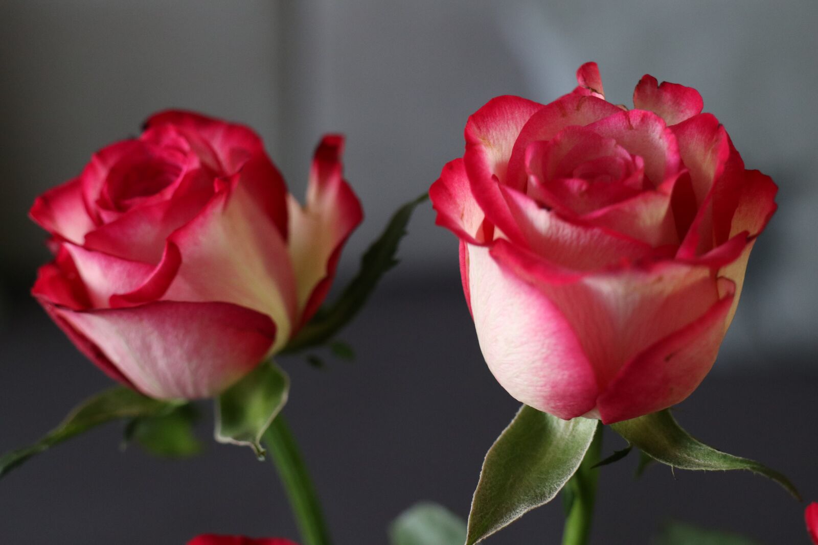 Canon EOS M6 sample photo. Flowers, roses, the petals photography