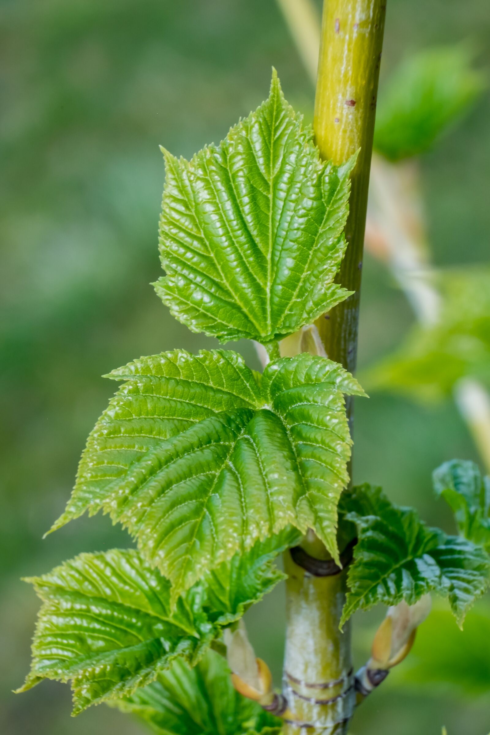 Fujifilm XF 55-200mm F3.5-4.8 R LM OIS sample photo. Leaf, clone, spring photography