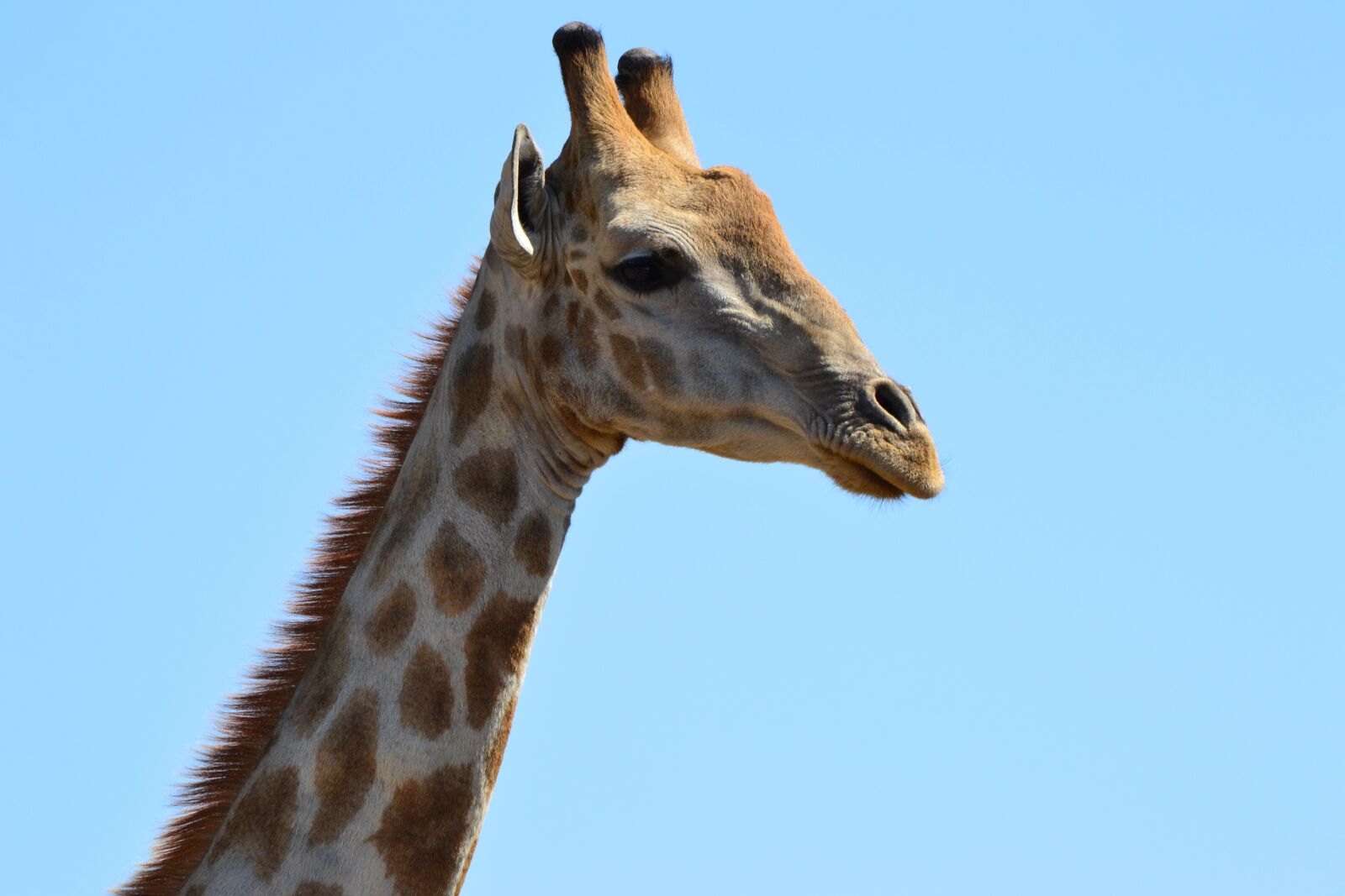 Nikon D3100 sample photo. Giraffe, spots, eyes photography