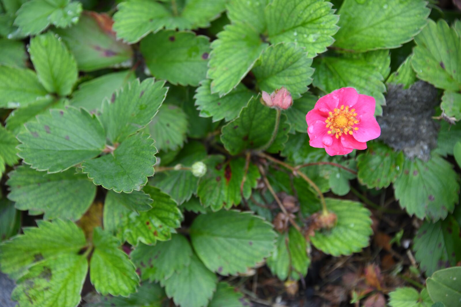 Nikon D850 sample photo. Strawberry, flower, plant photography