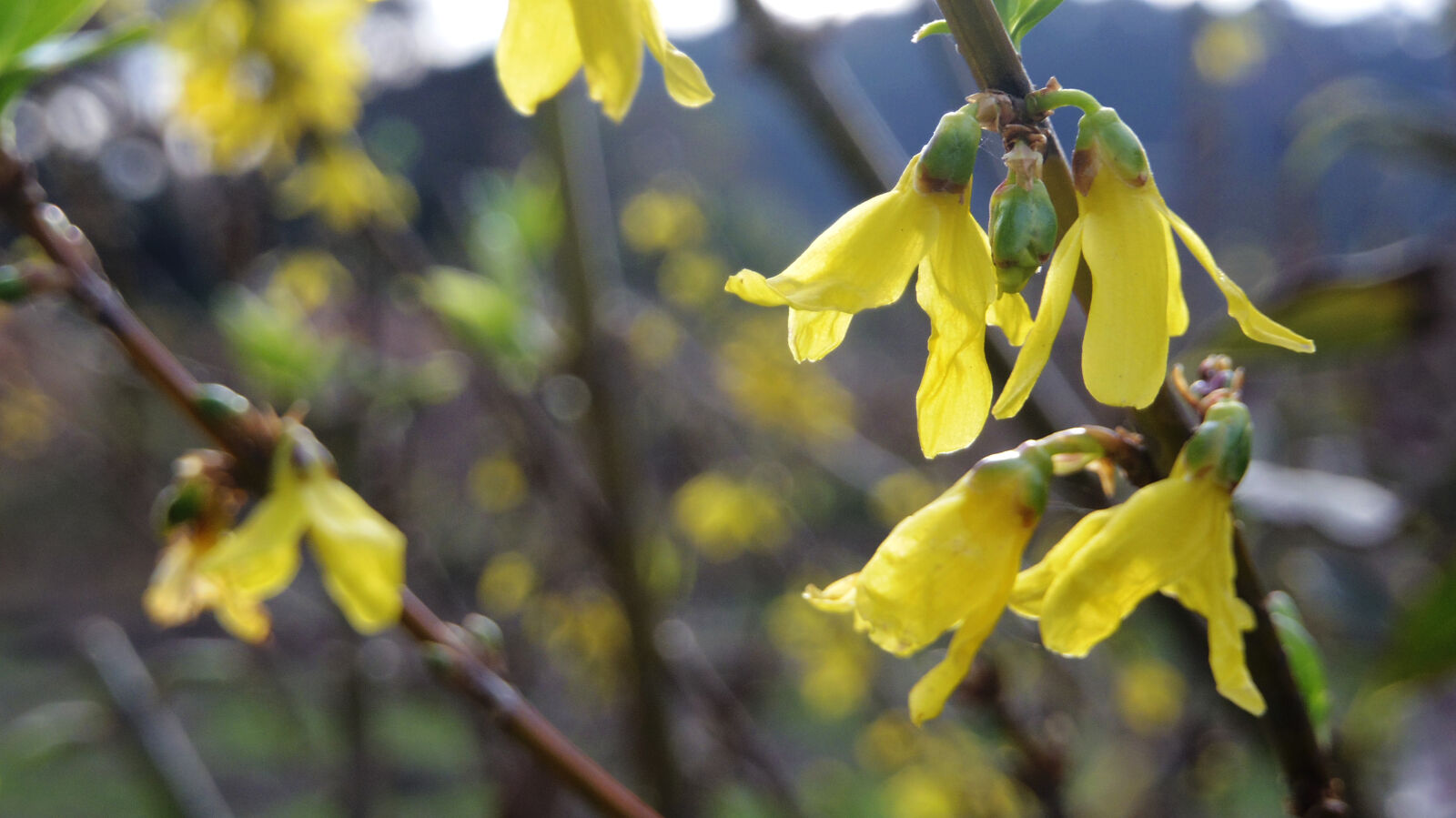 Pentax Q10 sample photo. Flower photography