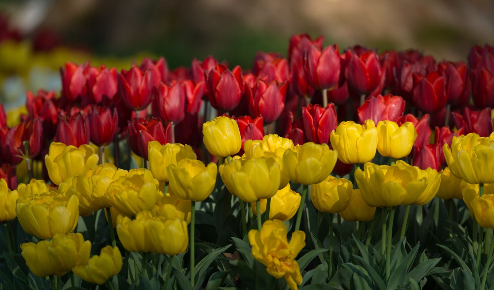 Nikon D800 sample photo. Tulips, flowers, spring photography