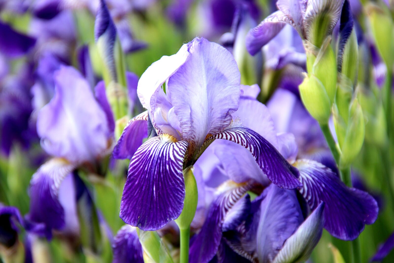 Canon EOS 600D (Rebel EOS T3i / EOS Kiss X5) sample photo. Iris, flowers, background photography