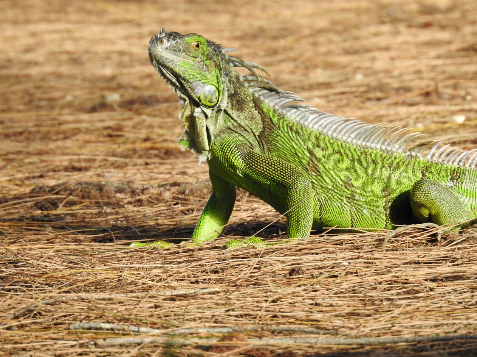 Nikon Coolpix P900 sample photo. Iguana, animal, tr photography