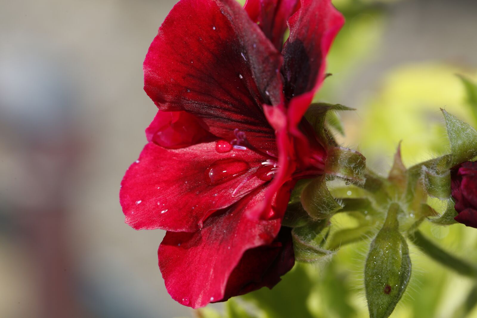 Canon EF 100mm F2.8L Macro IS USM sample photo. Flower, blossom, bloom photography