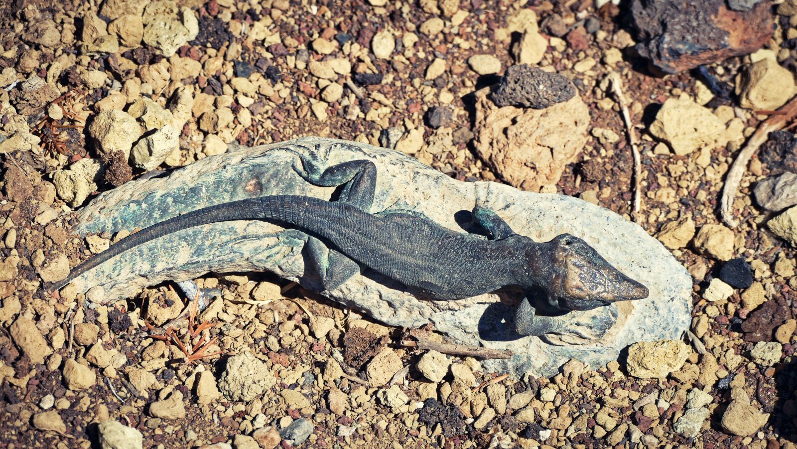 Panasonic Lumix DMC-FZ1000 sample photo. The lizard, gad, exotic photography