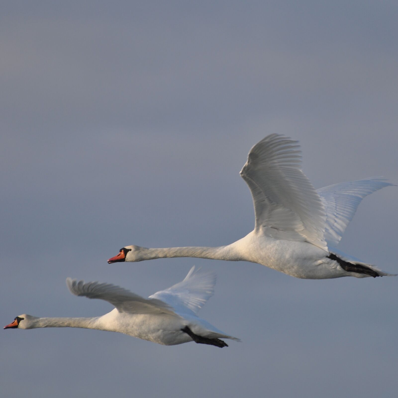 Nikon D90 sample photo. Swan, denmark, expensive photography
