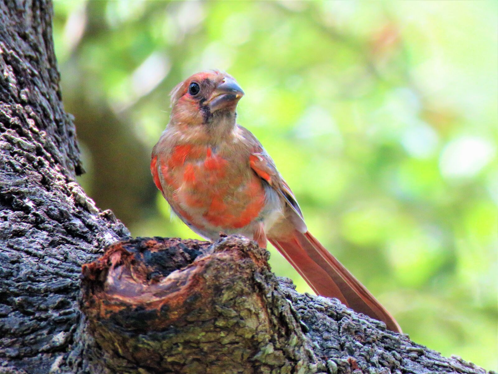 Canon PowerShot SX60 HS sample photo. Bird, young, red bird photography
