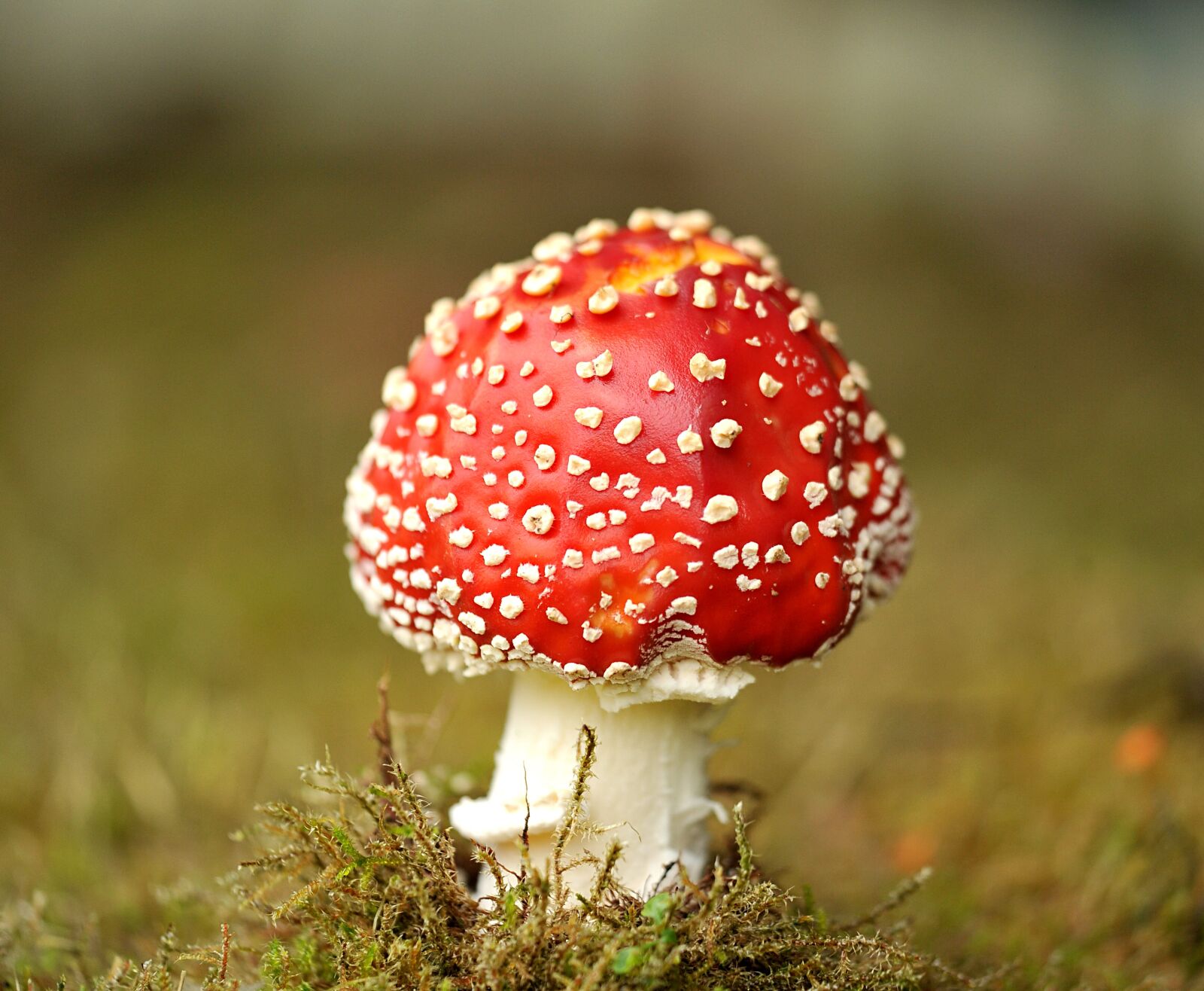 Nikon D3S sample photo. Mushroom, fly agaric, garden photography