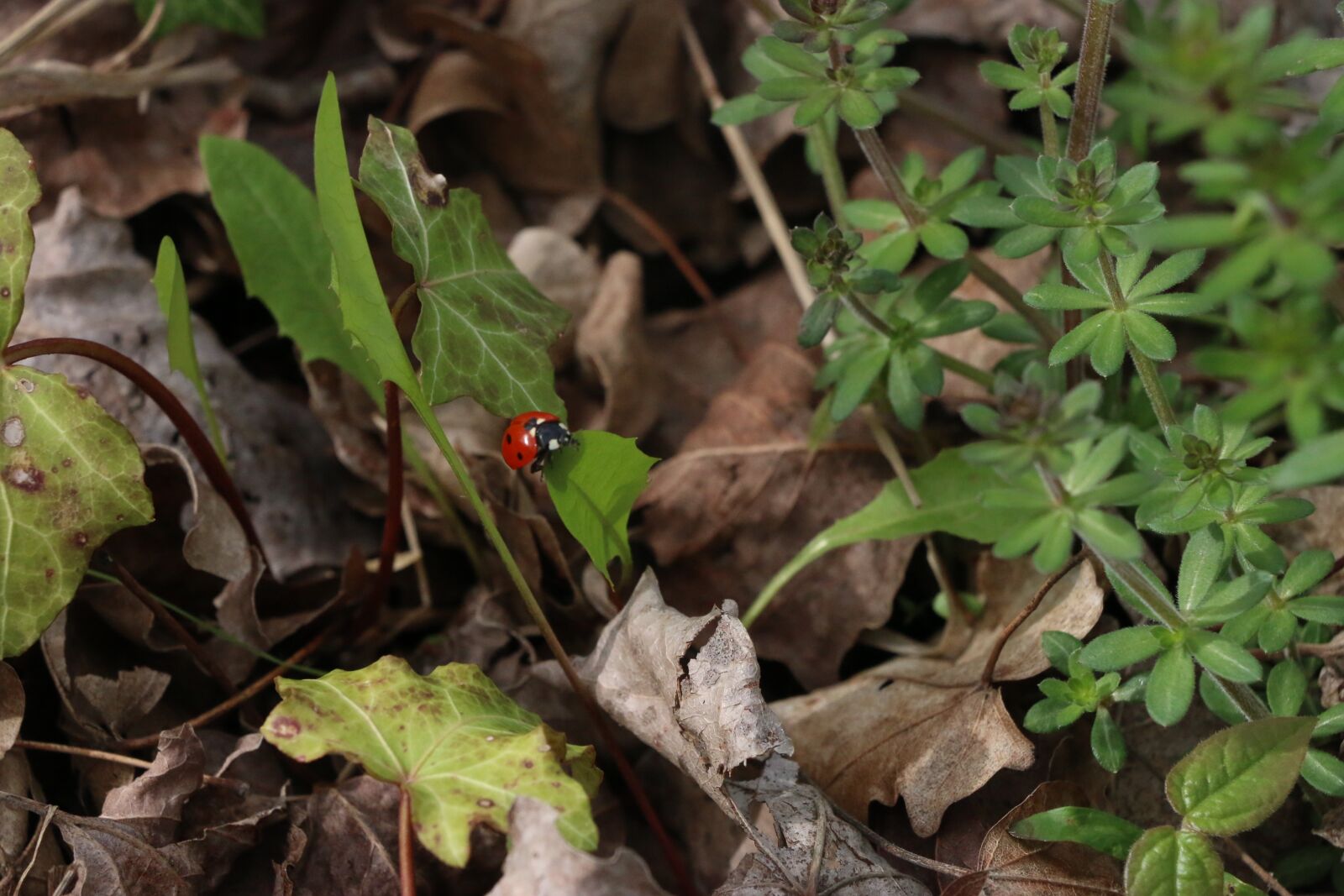 Canon EOS 70D sample photo. Nature, leaves, dried leaves photography
