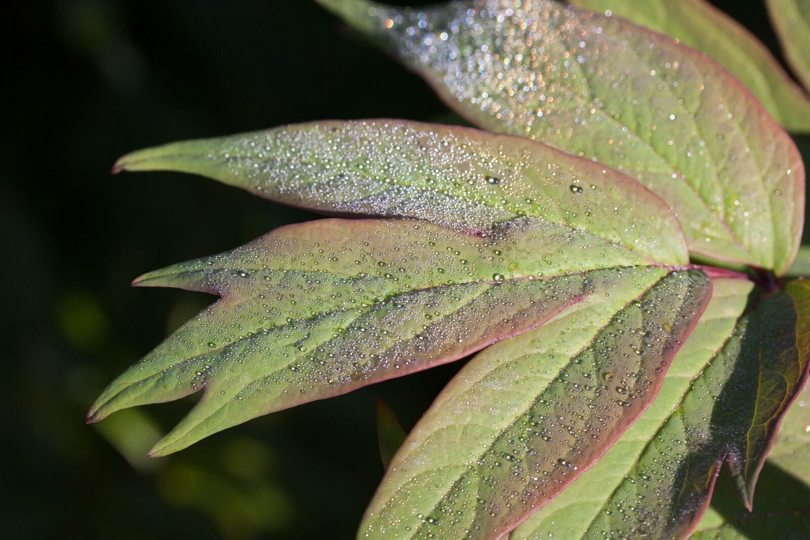 Canon EOS 50D sample photo. Dew, dewdrop, morgentau photography