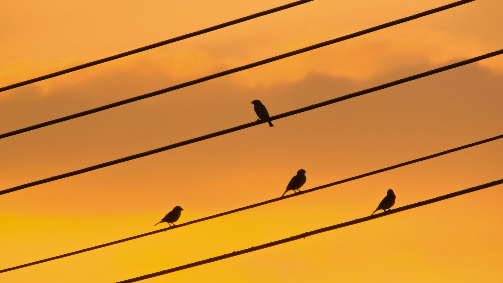 Canon PowerShot SX400 IS sample photo. Birds, wire, sunset photography