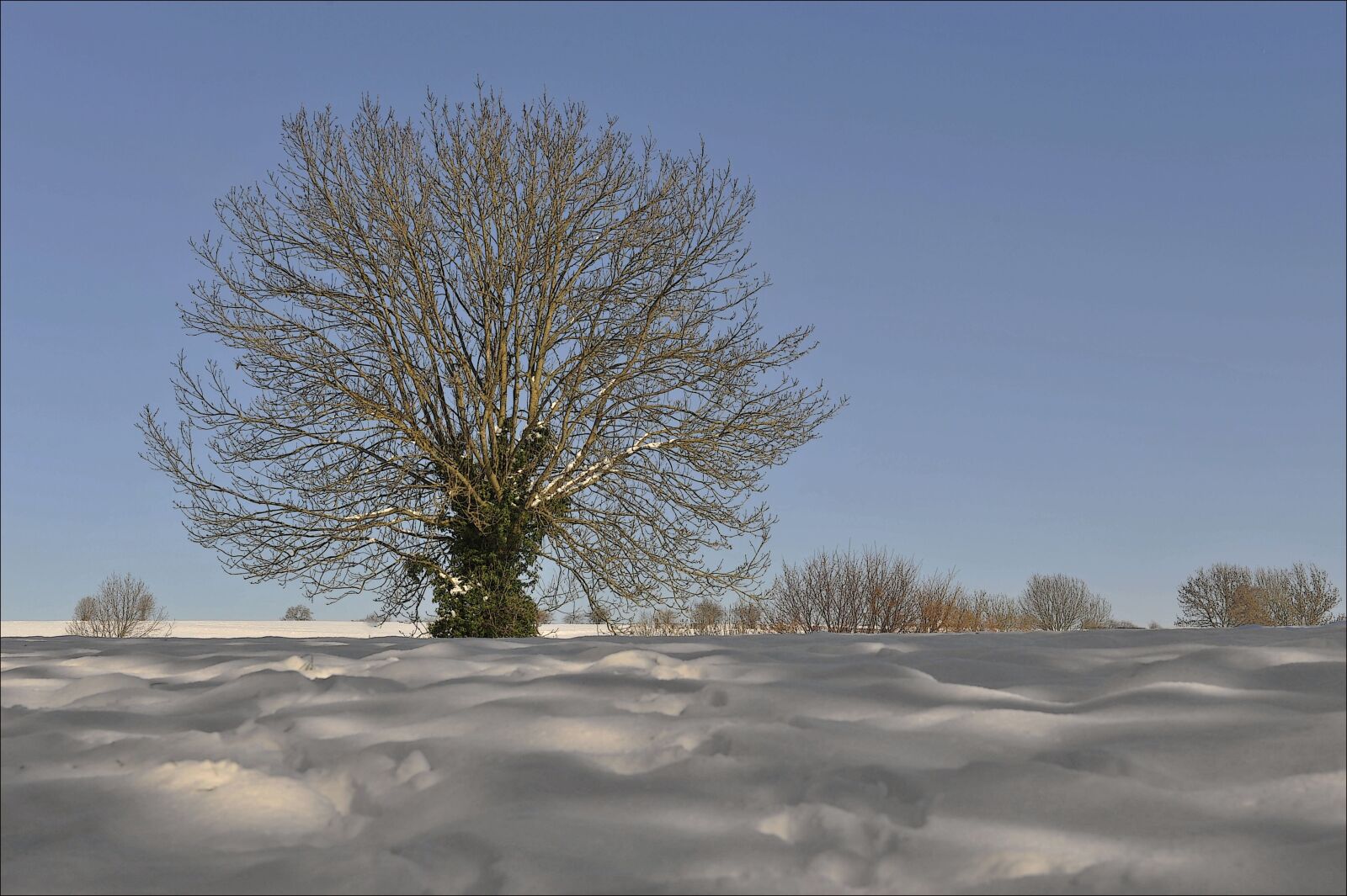 Nikon D700 sample photo. Winter, tree, outddor photography