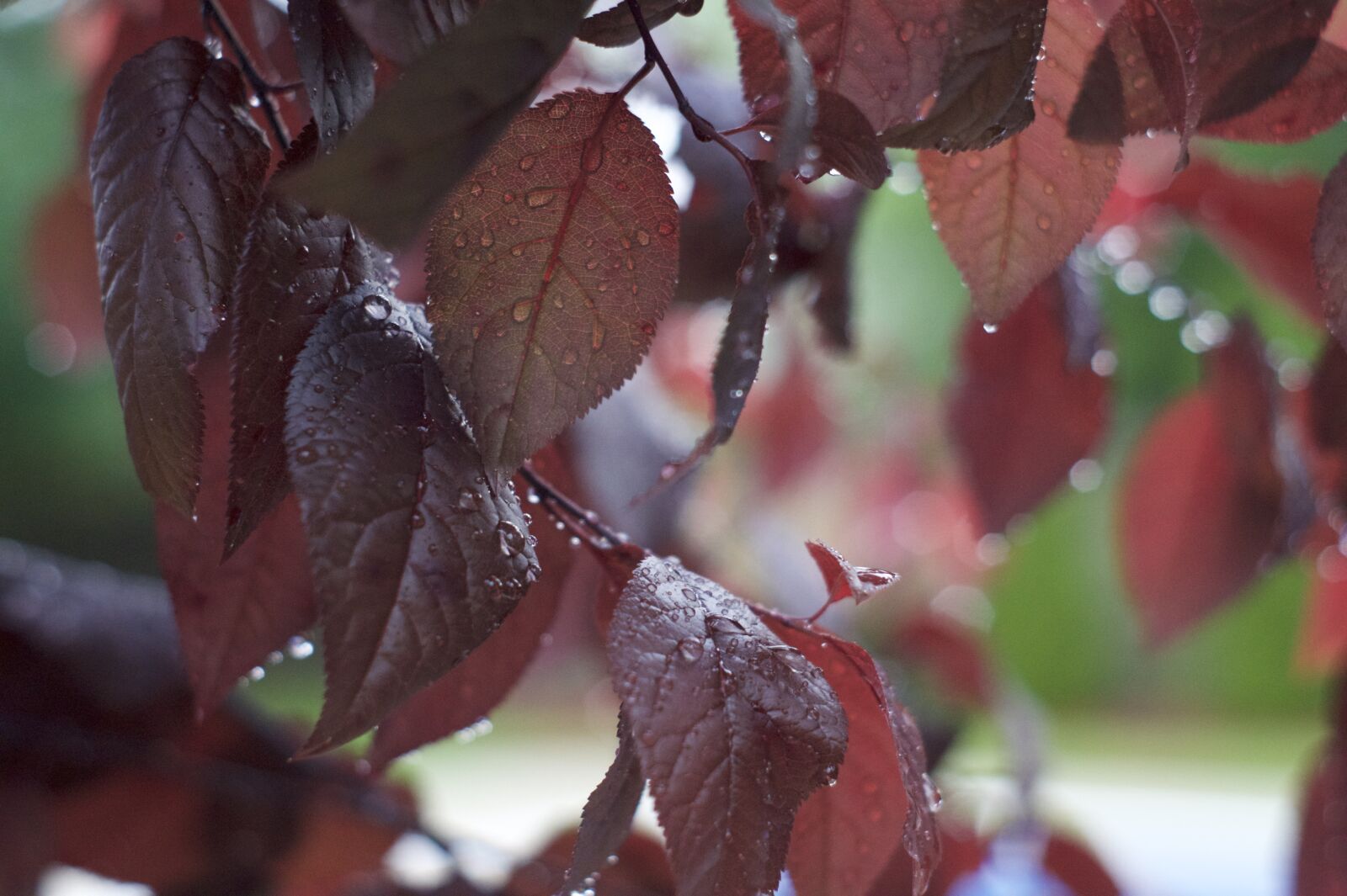 Sony SLT-A58 + Minolta AF 50mm F1.7 sample photo. Leaves, rain, nature photography