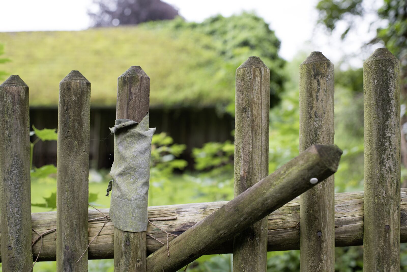 Nikon D810 sample photo. Fence, paling, garden fence photography
