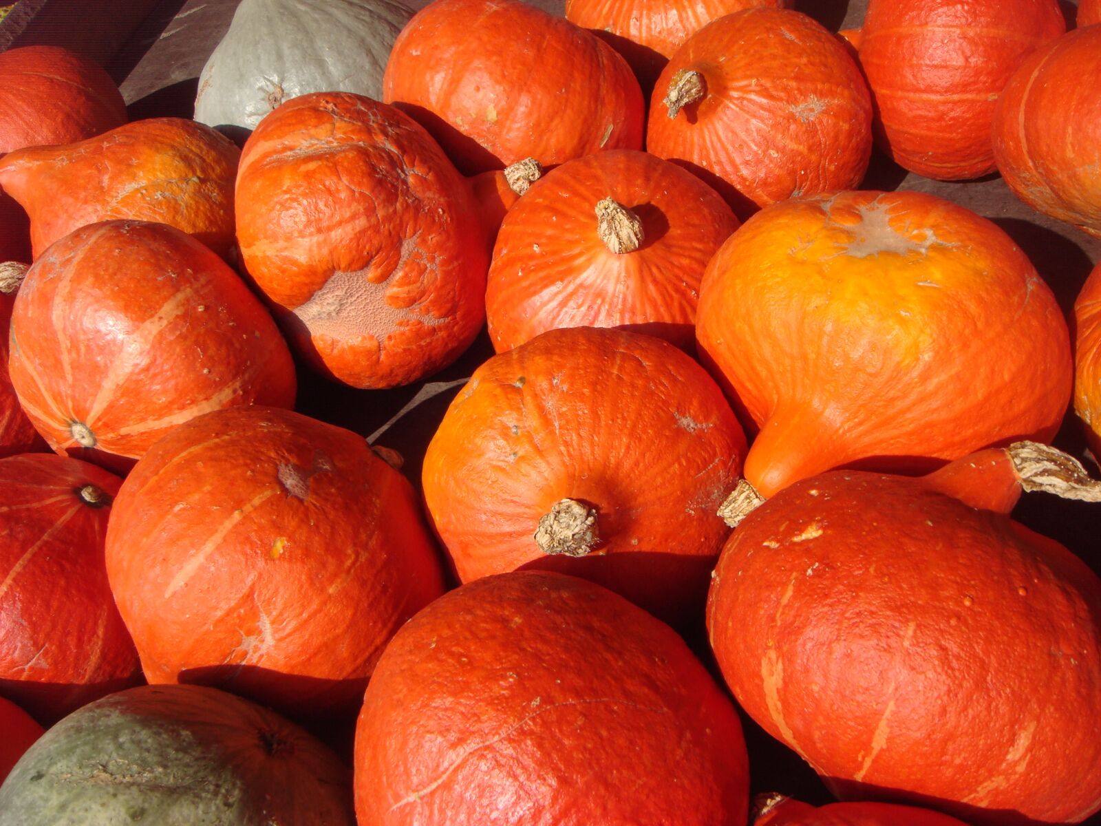 Sony DSC-T100 sample photo. Halloween, pumpkins, orange photography