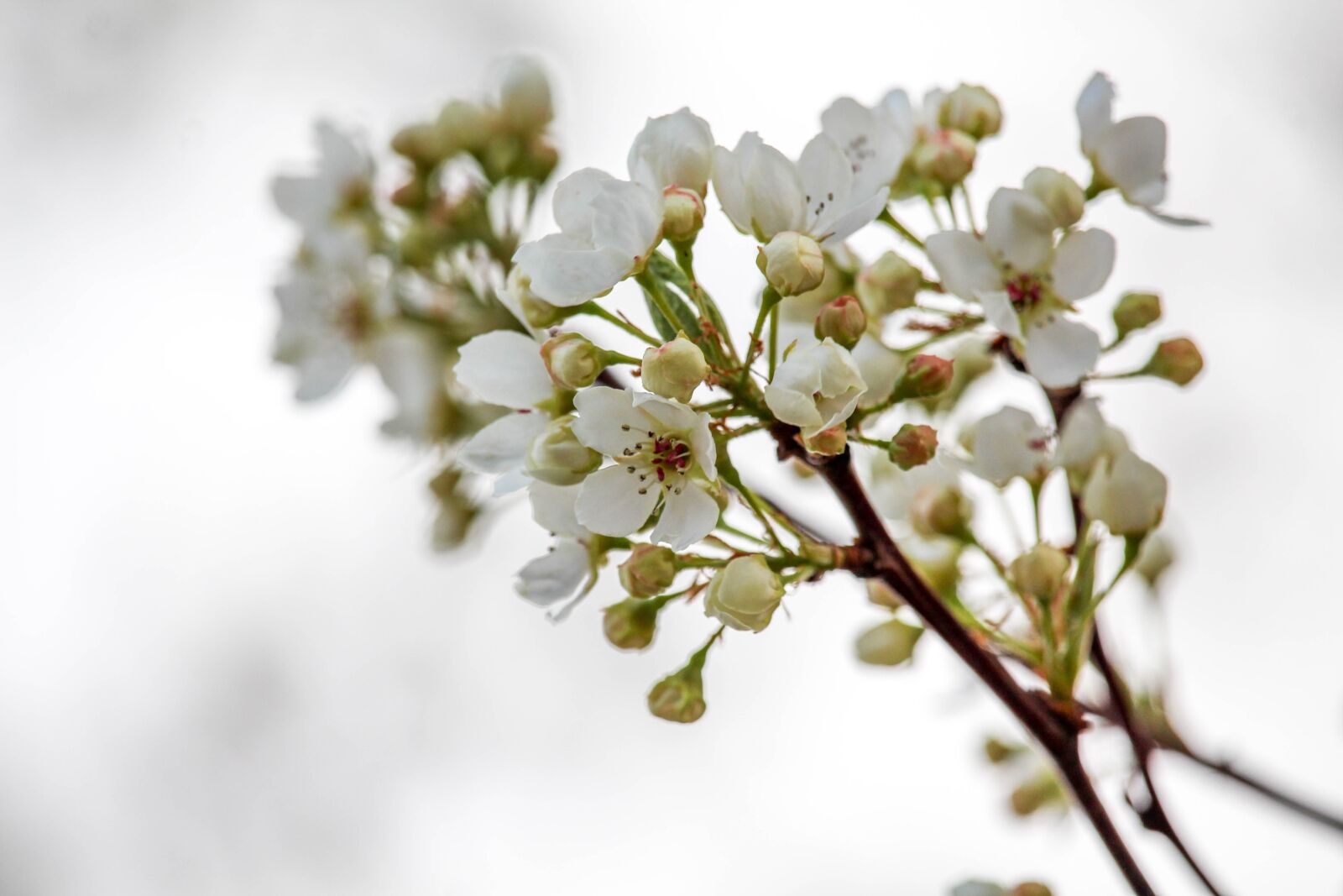 Canon EOS 700D (EOS Rebel T5i / EOS Kiss X7i) sample photo. Flower, cherry, nature photography