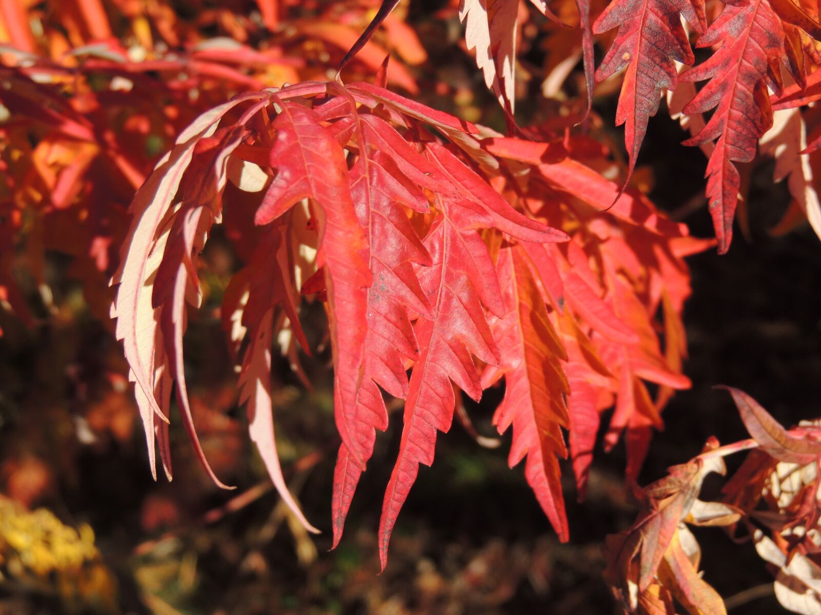 Nikon Coolpix P510 sample photo. Leaves, red, autumn photography