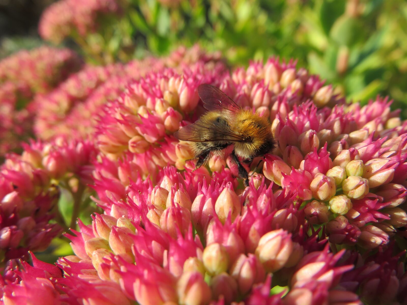 Canon PowerShot SX700 HS sample photo. Bee, nectar, pollination photography